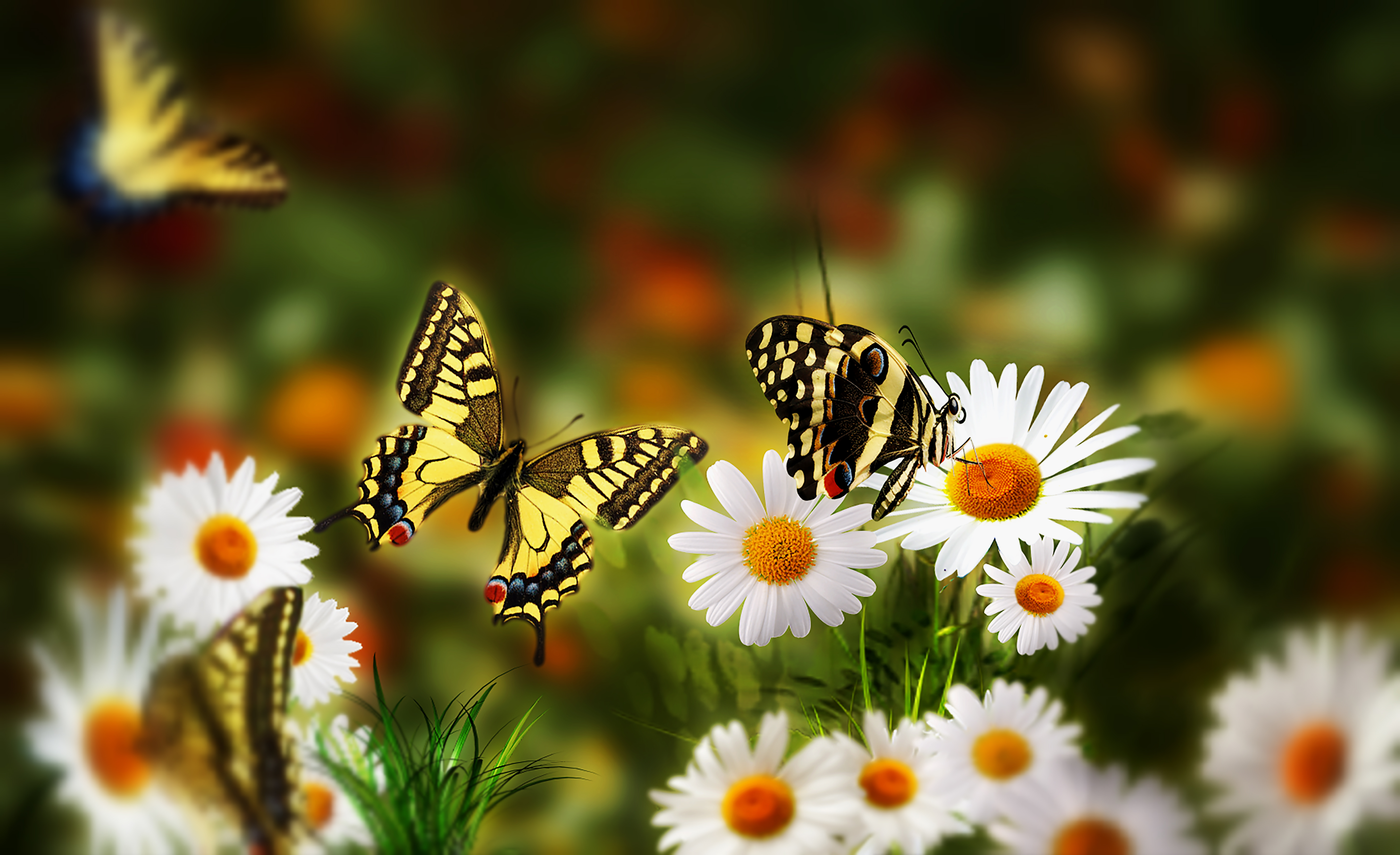 природа цветы ромашки бабочка бесплатно