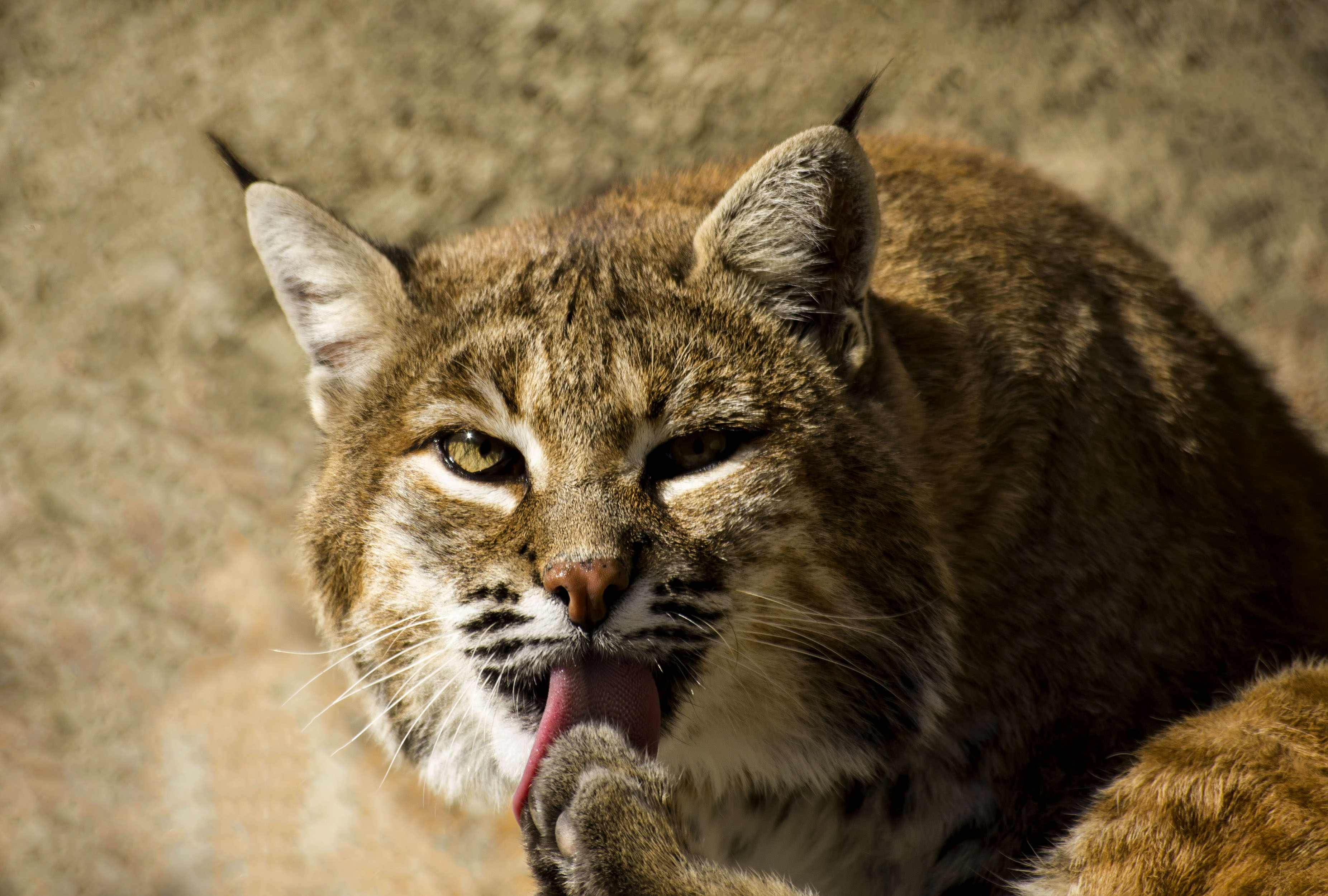 Wallpapers lynx cat animals on the desktop