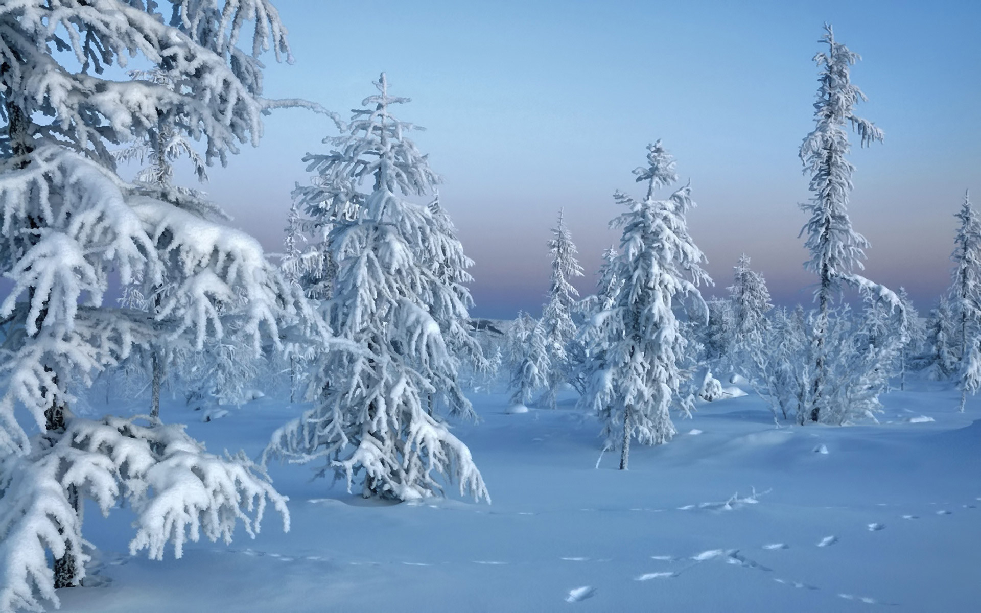 Wallpapers snowdrifts snow forest on the desktop