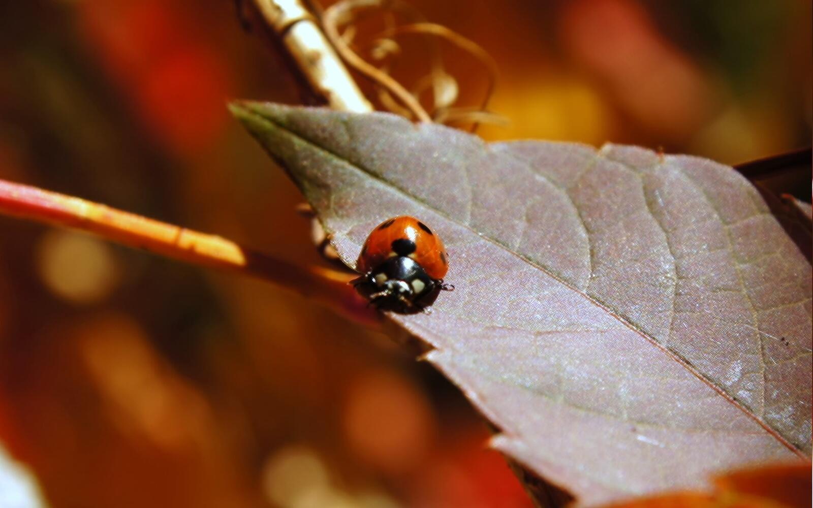 Wallpapers ladybird branch lady on the desktop