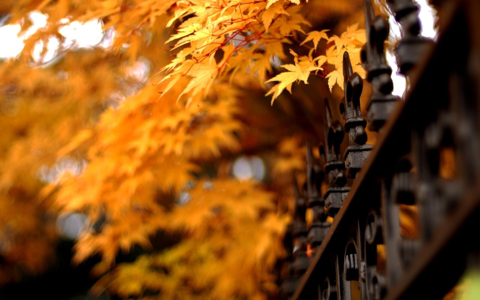桌面上的壁纸秋季 木材 树叶