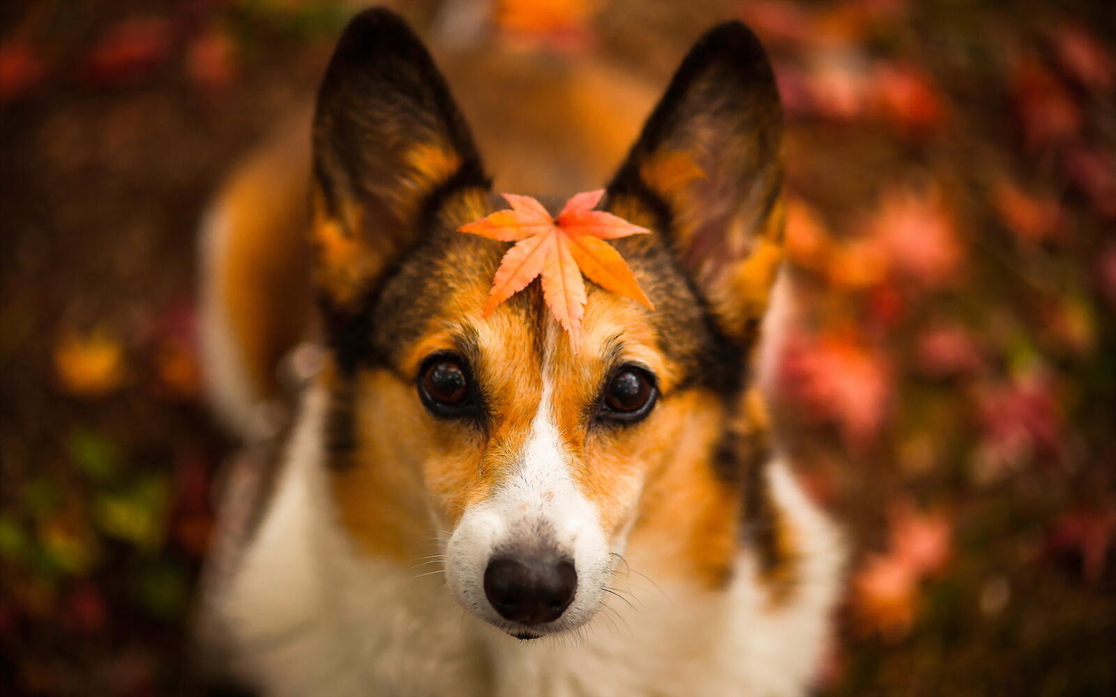 Free photo A little dog with an autumn leaf on his head