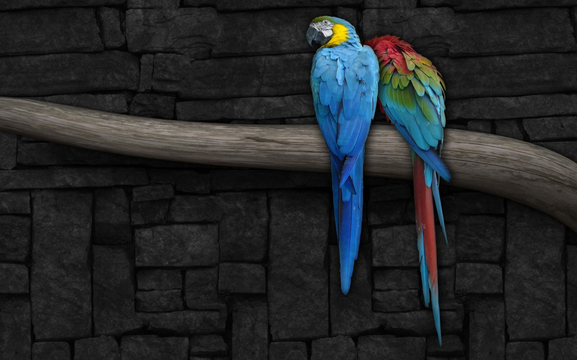 Wallpapers parrots macaw feathers on the desktop