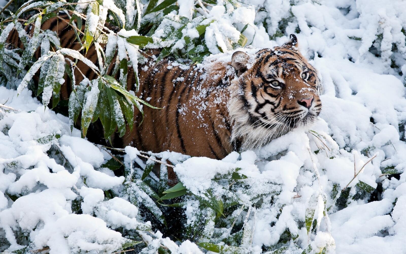 Обои тигр лес зима на рабочий стол