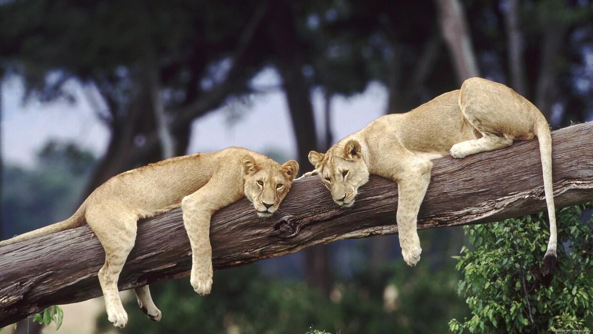 Two lionesses lying on a log.