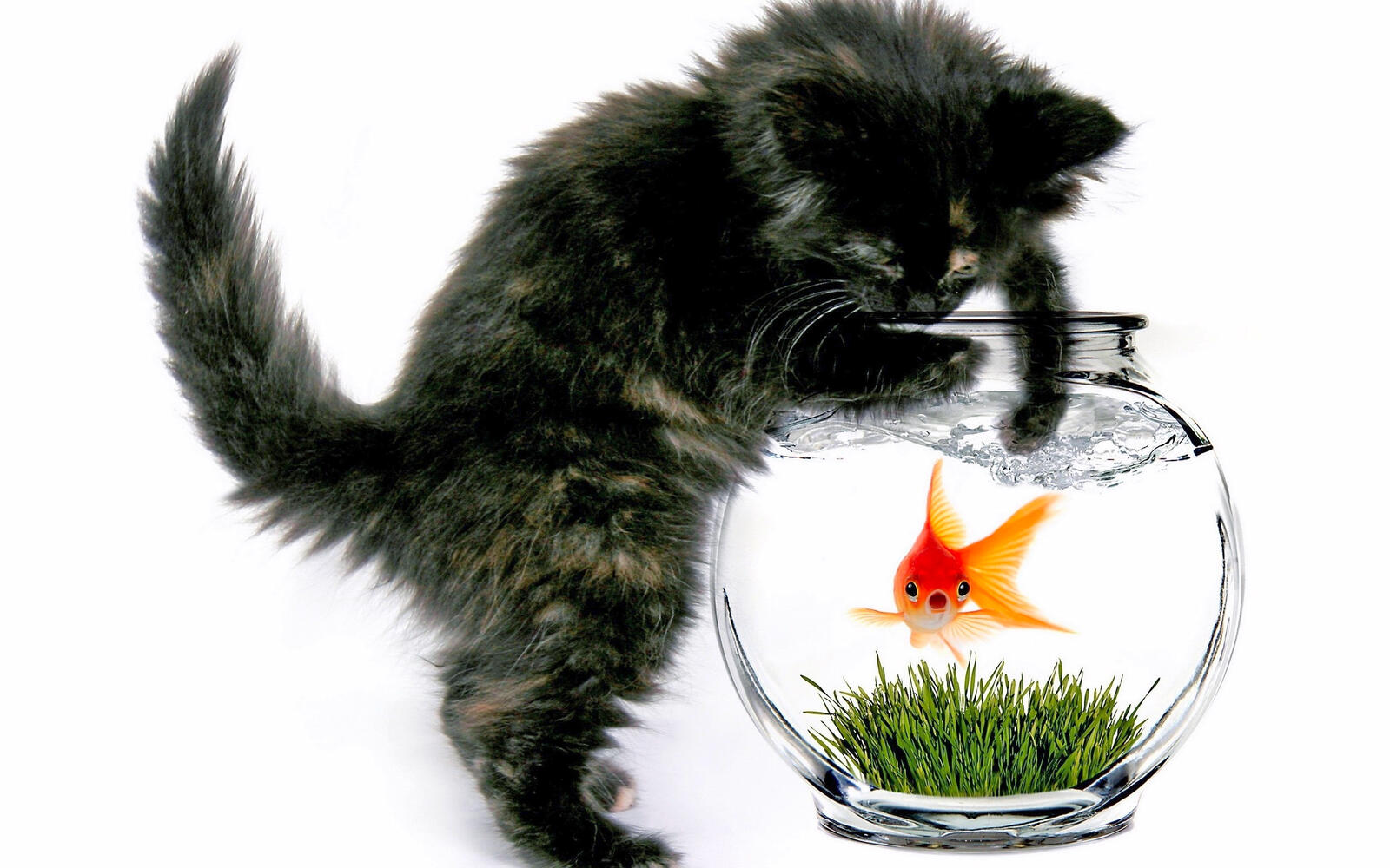 Обои котёнок аквариум рыбка на рабочий стол