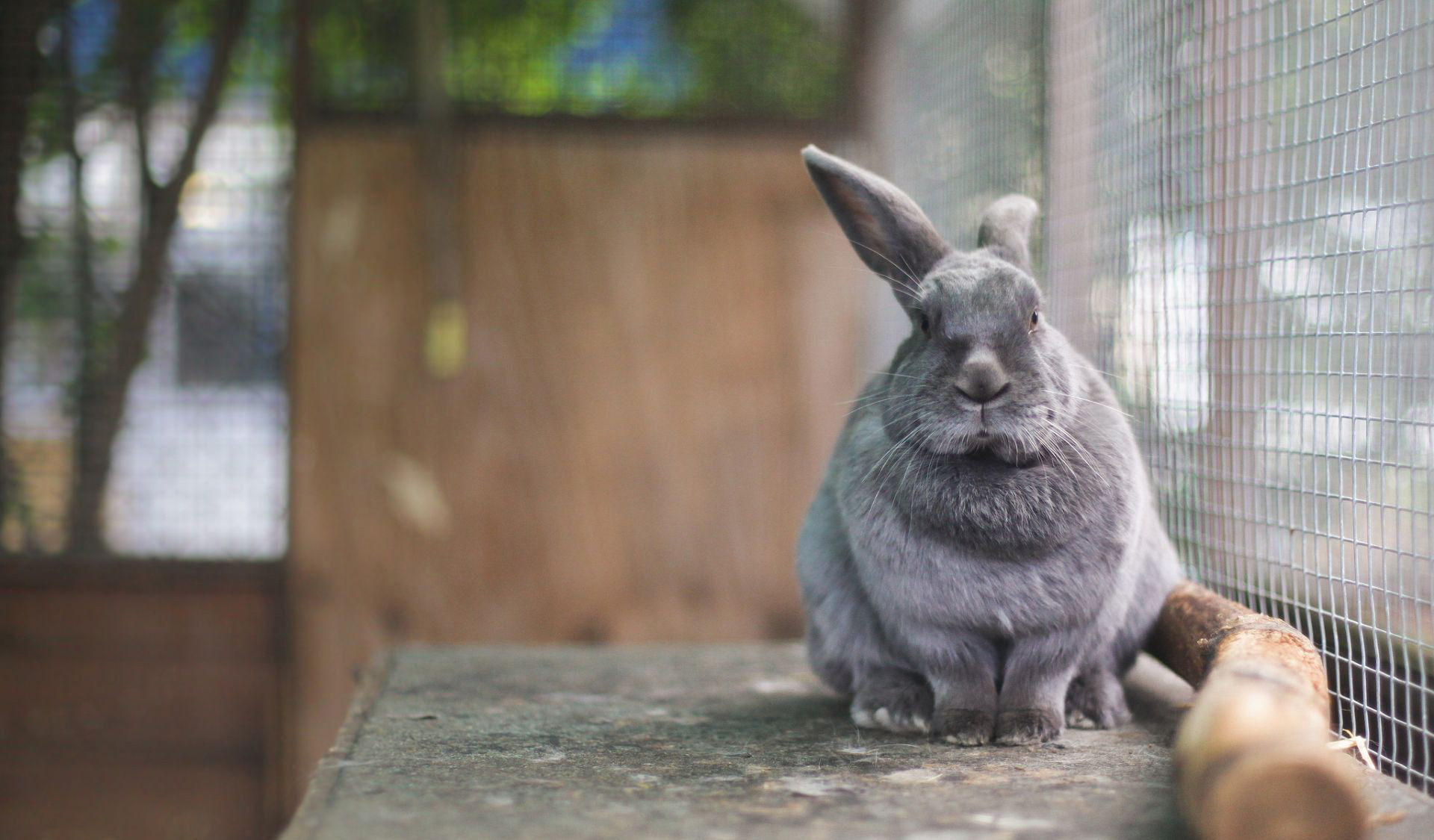 Обои кролик серый уши на рабочий стол