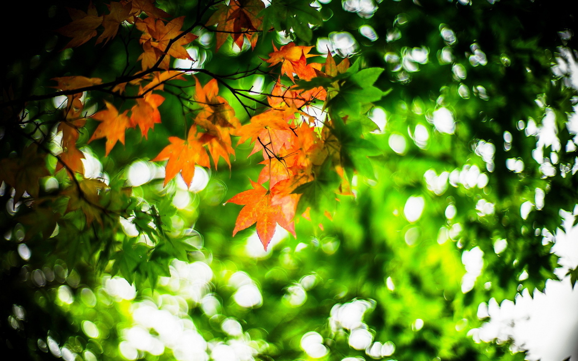 Фото бесплатно листья, крона, дерево