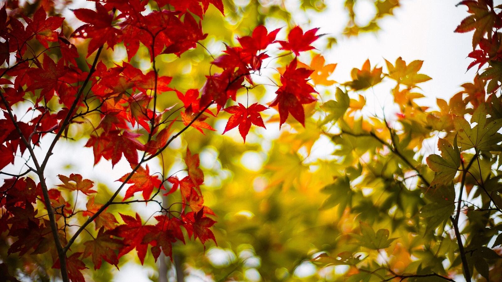 Бесплатное фото Дерево с красной листвой