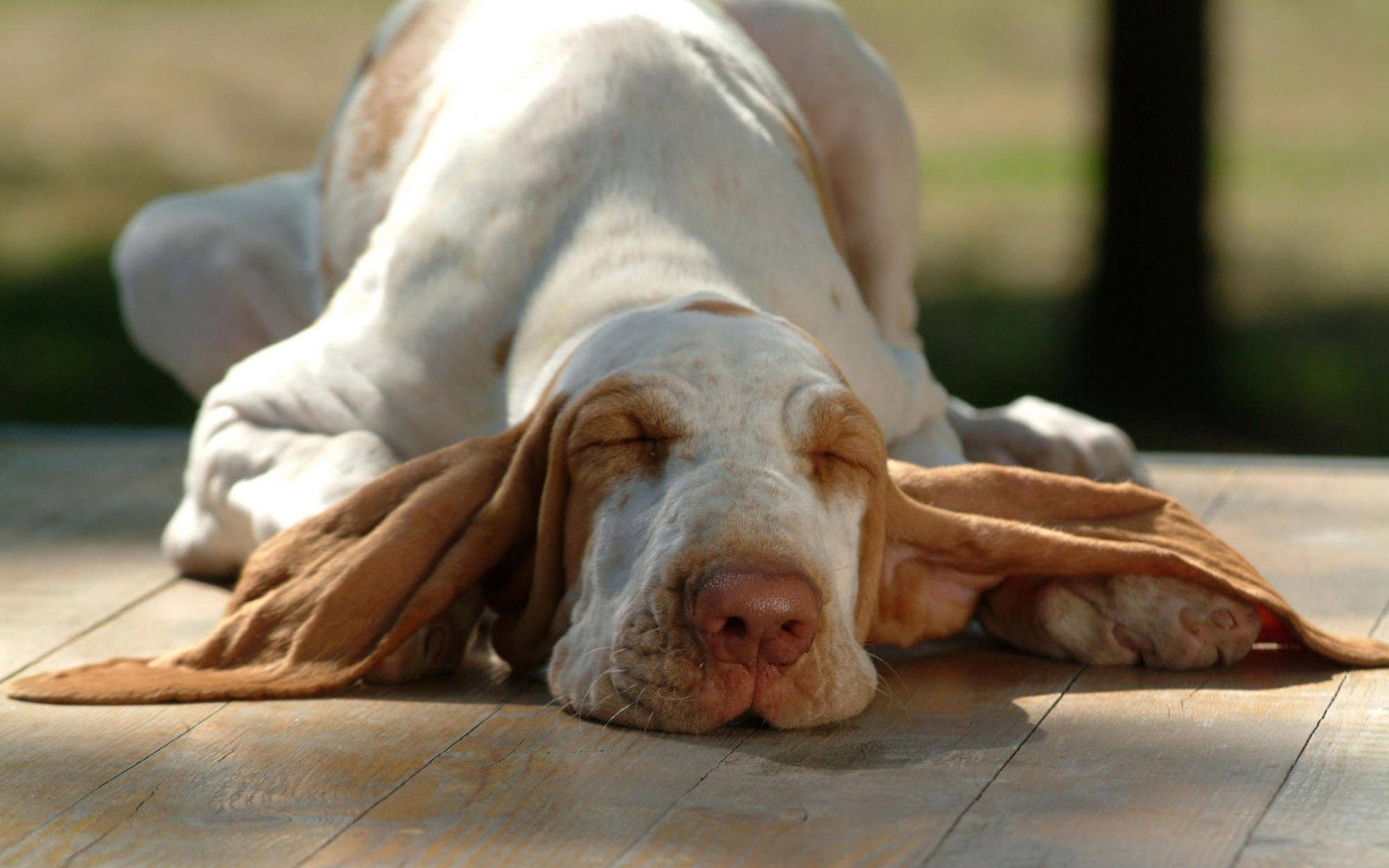 Фото бесплатно пес, щенок, лежит