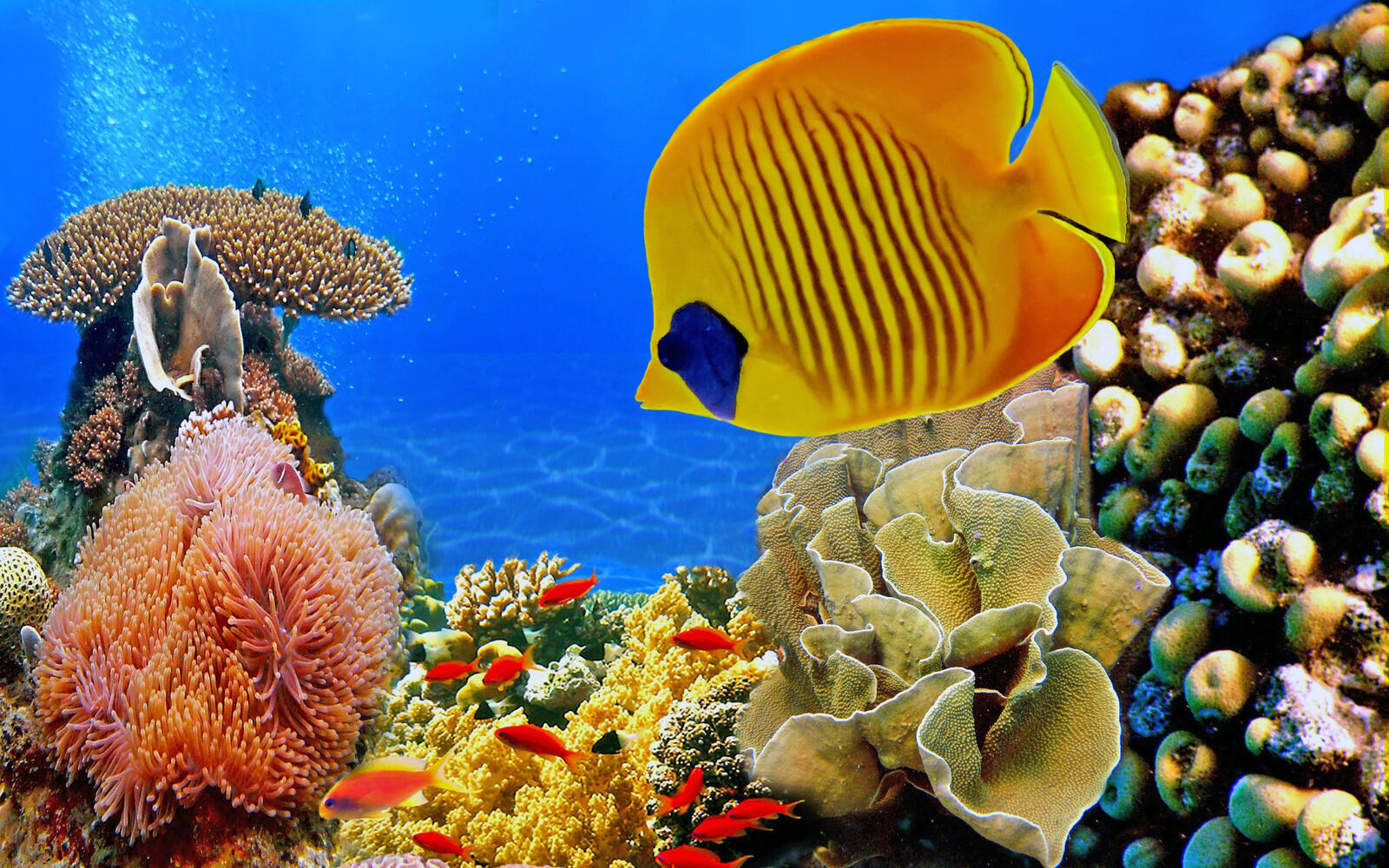 Wallpapers nature fish coral on the desktop