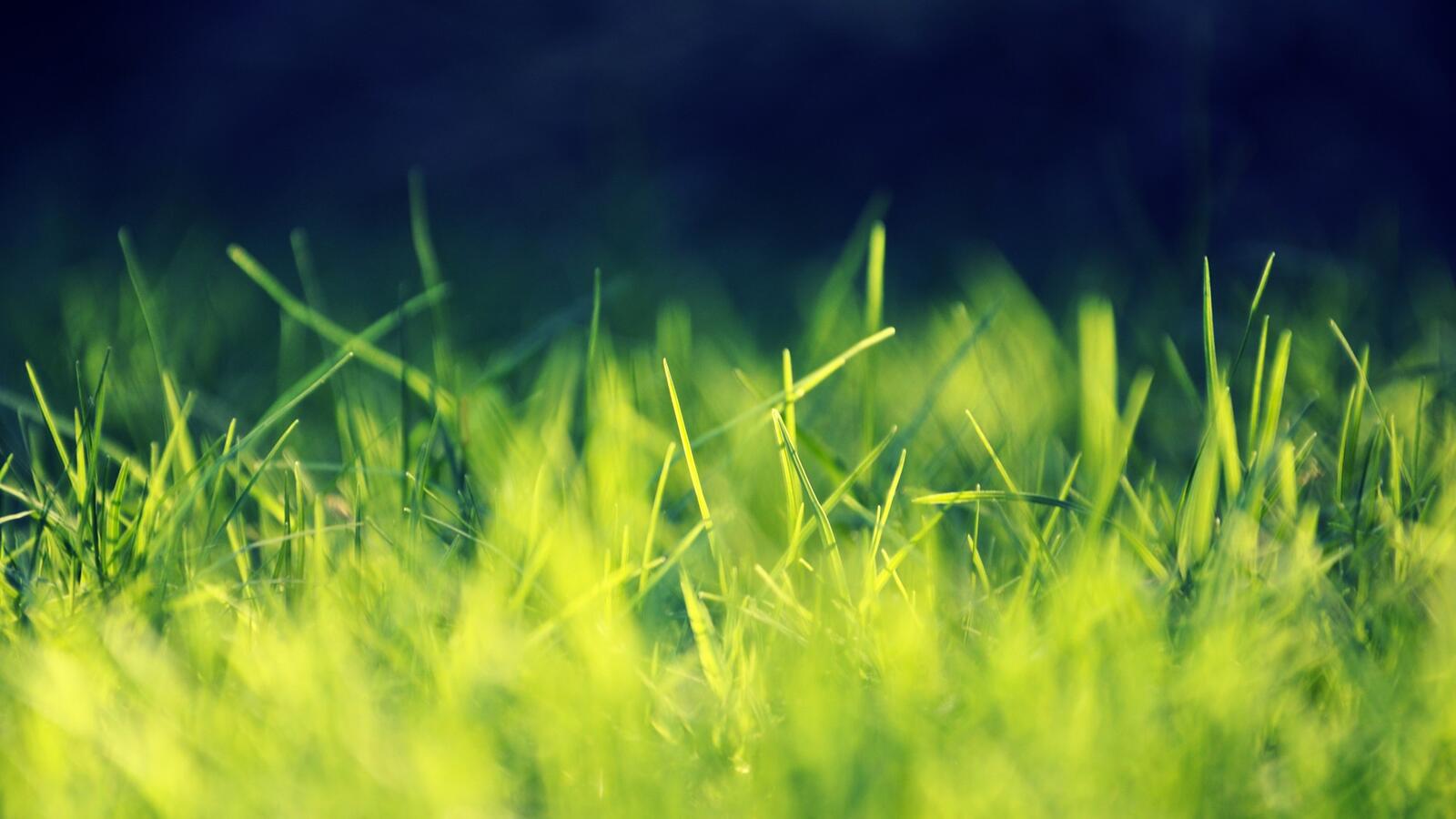 Wallpapers grass greens earth on the desktop