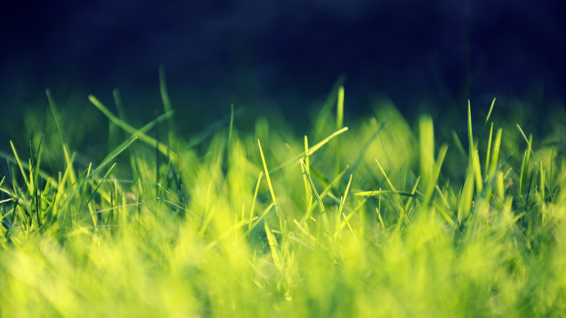 Фото бесплатно трава, зелень, земля