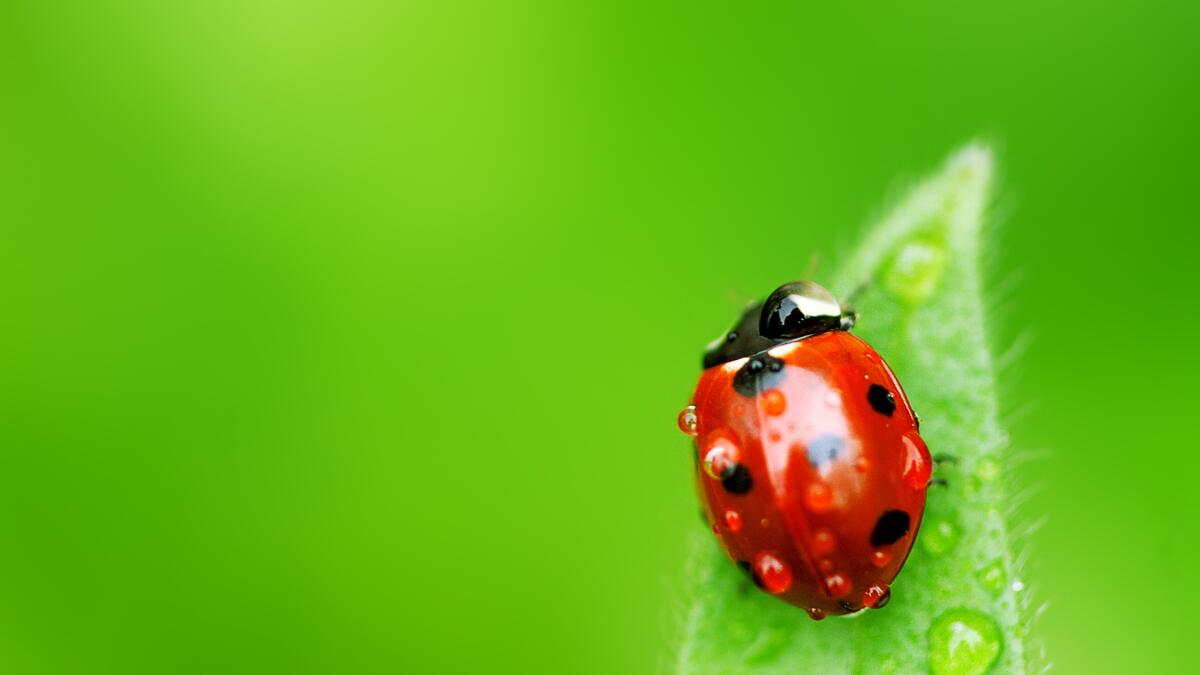 A ladybug crawls on a green leaf