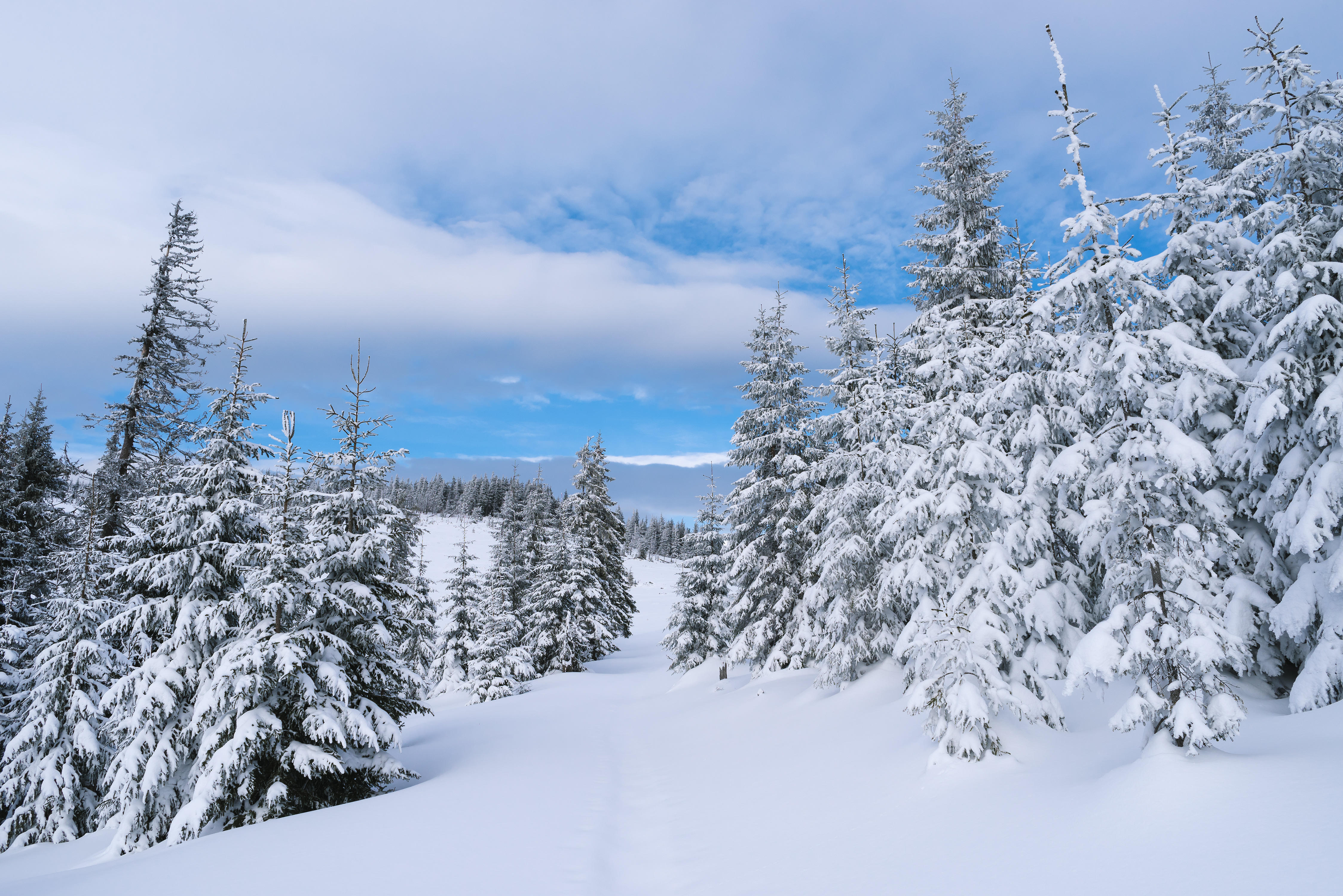 Фото снег на деревьях закат большие сугробы - бесплатные картинки на Fonwall