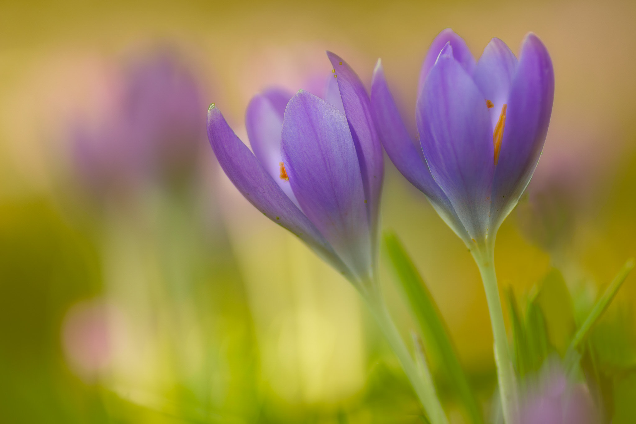 Фото бесплатно крокус, крокусы, синий цветок