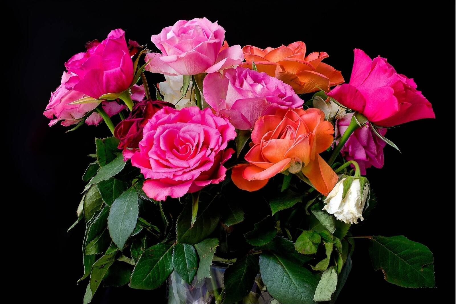 桌面上的壁纸玫瑰 花束 鲜花