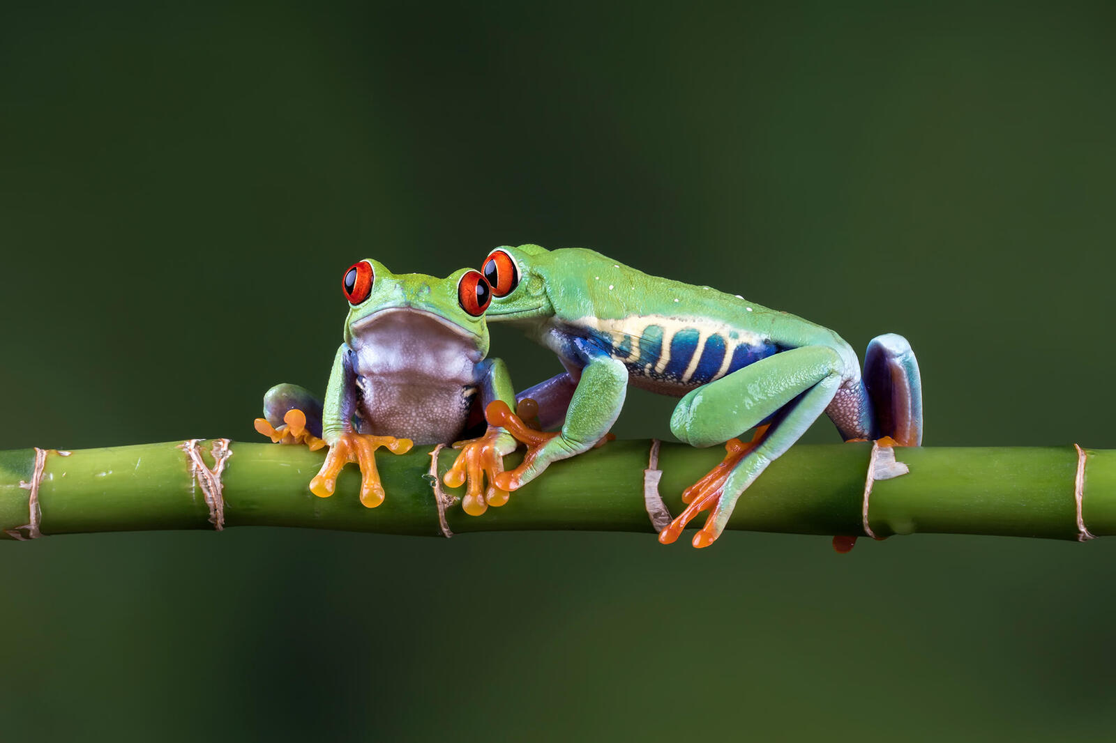 Wallpapers frog Amphibians reptiles on the desktop