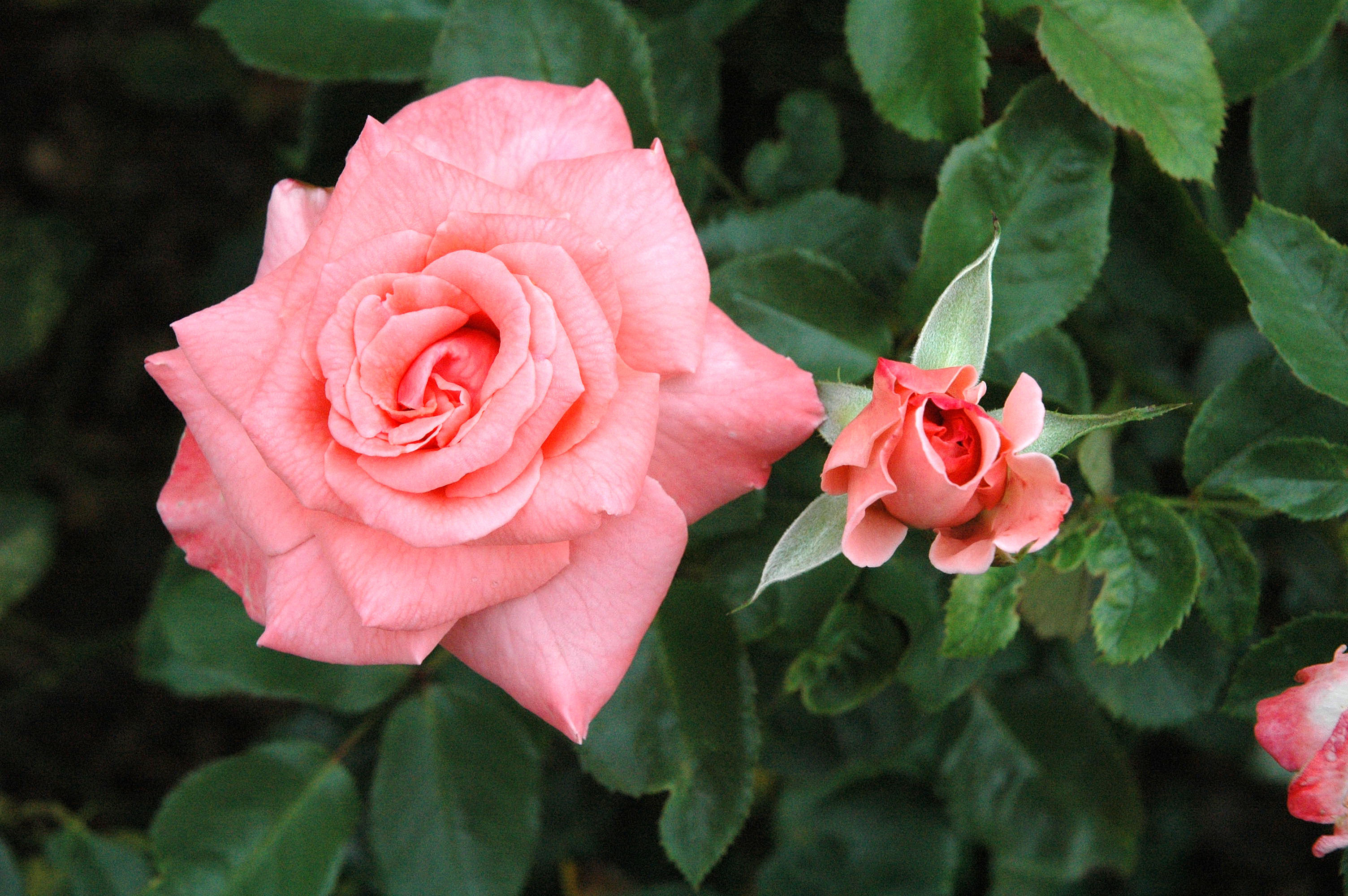 免费照片屏保玫瑰，屏幕上的花卉