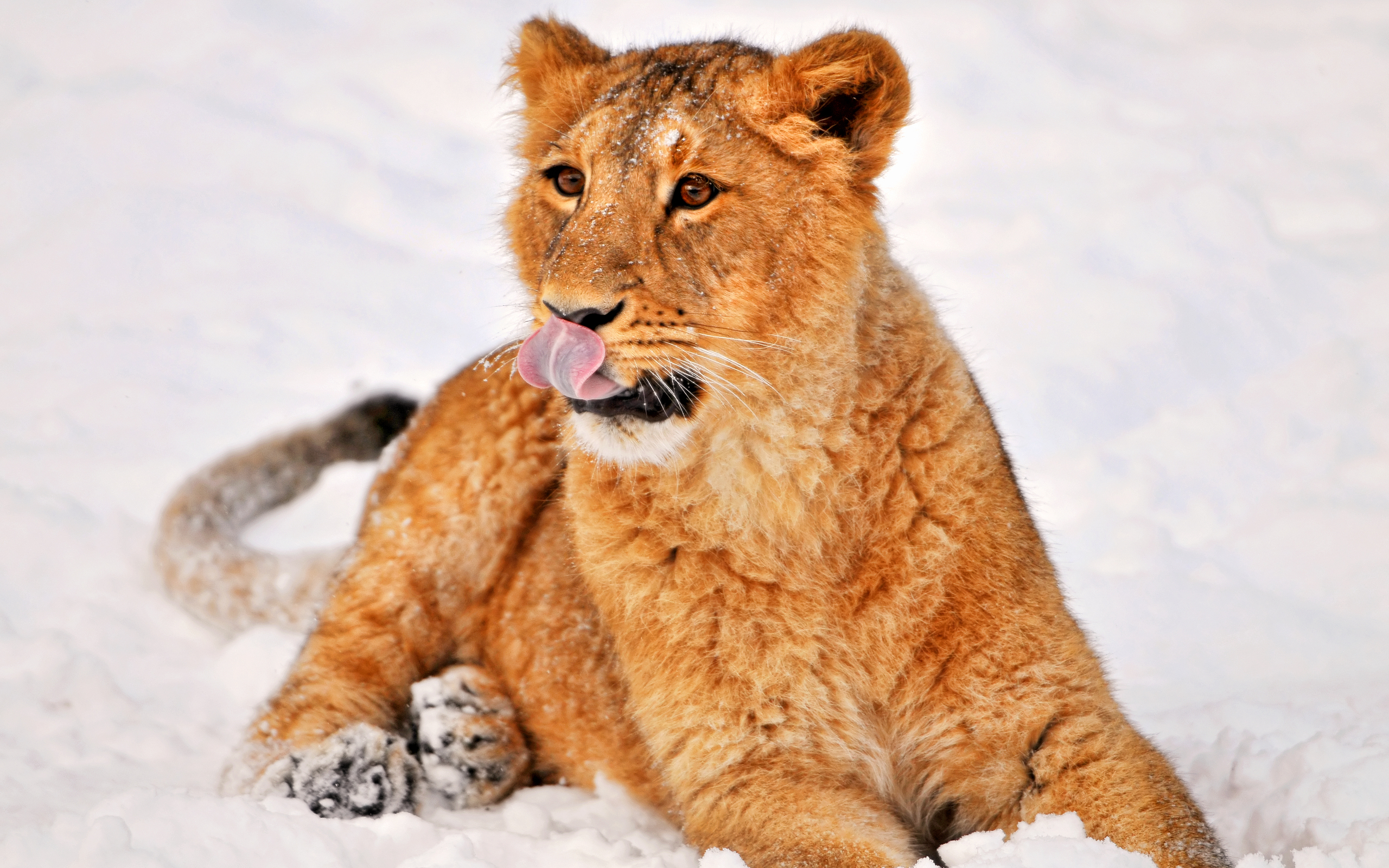 Фото бесплатно львица, зверь, сугробы