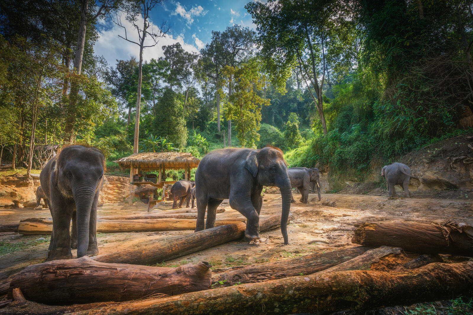 Обои Лагерь Слонов Маеса Чианг Май Таиланд слоны на рабочий стол