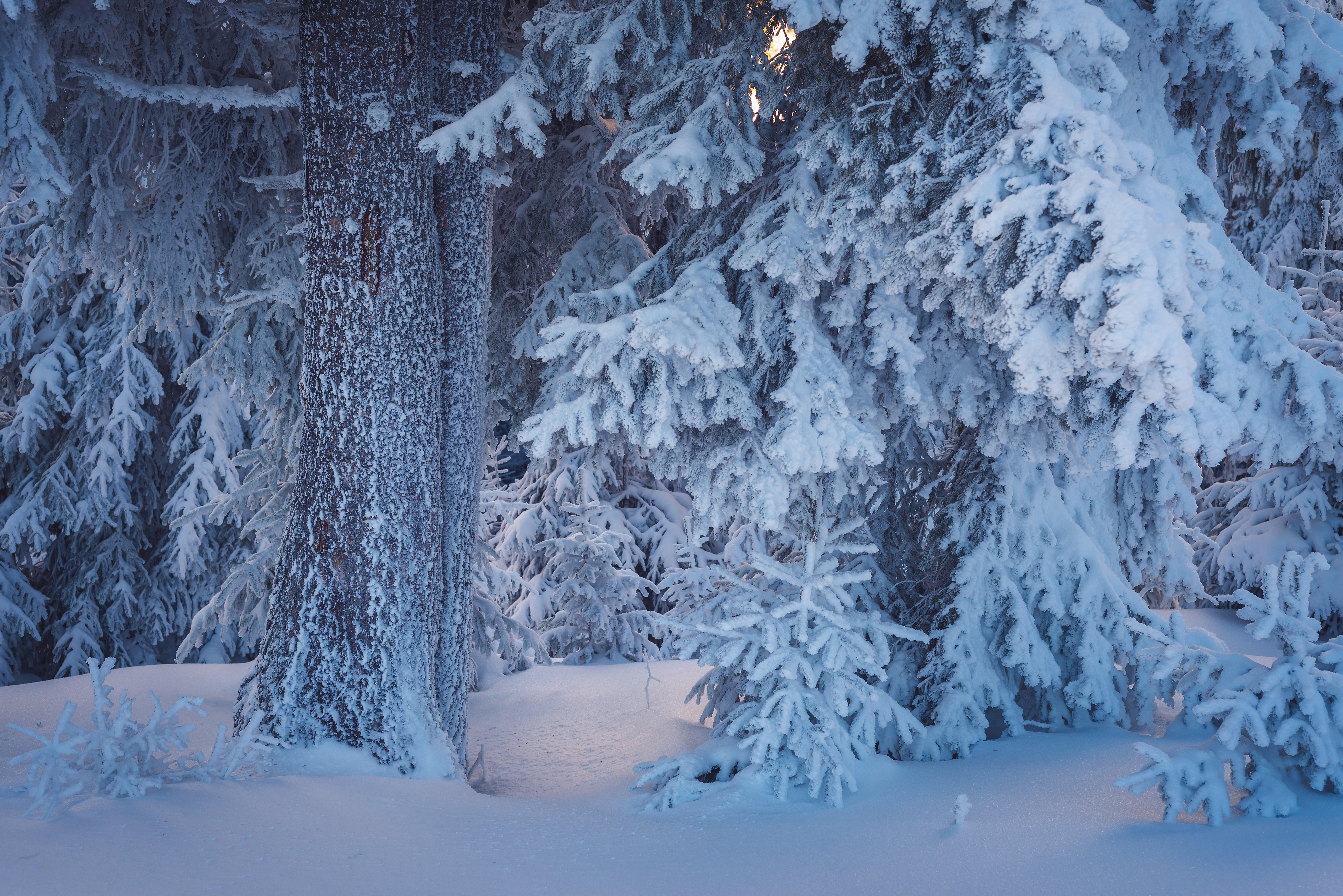 Фото бесплатно зима, лес, снег на ветках