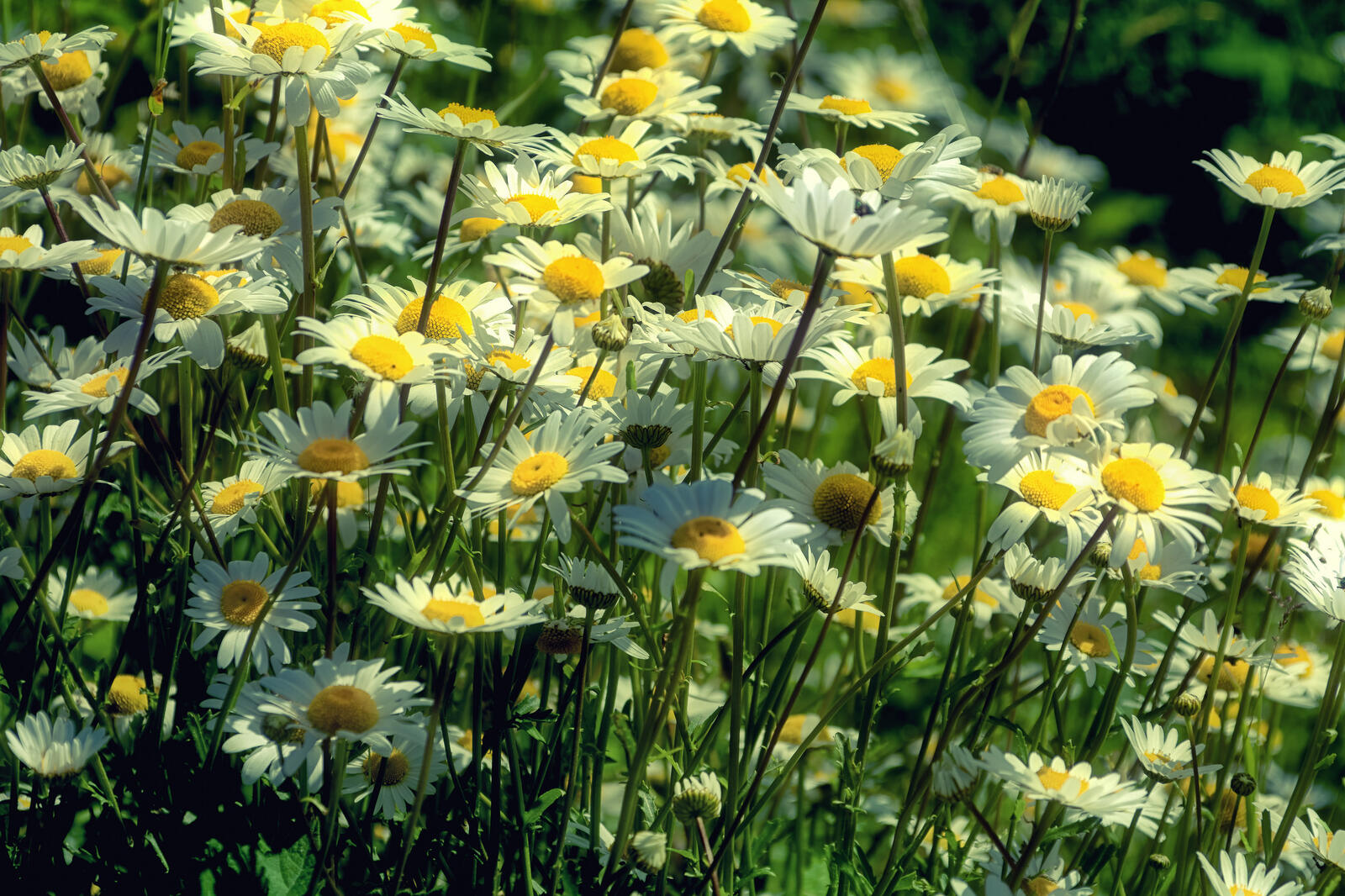 Wallpapers grass chamomile wildflowers on the desktop
