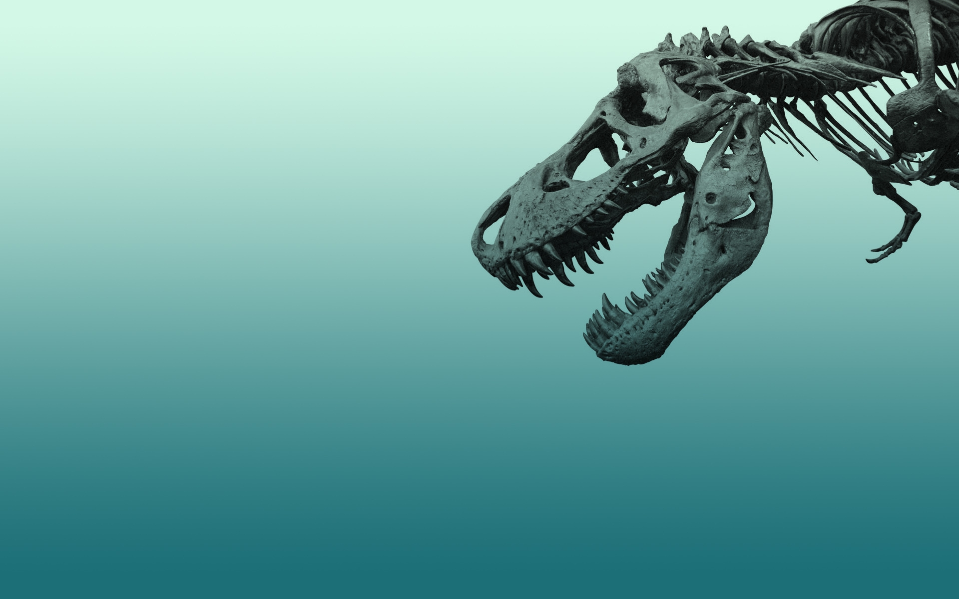 Wallpapers dinosaur skeleton skull on the desktop