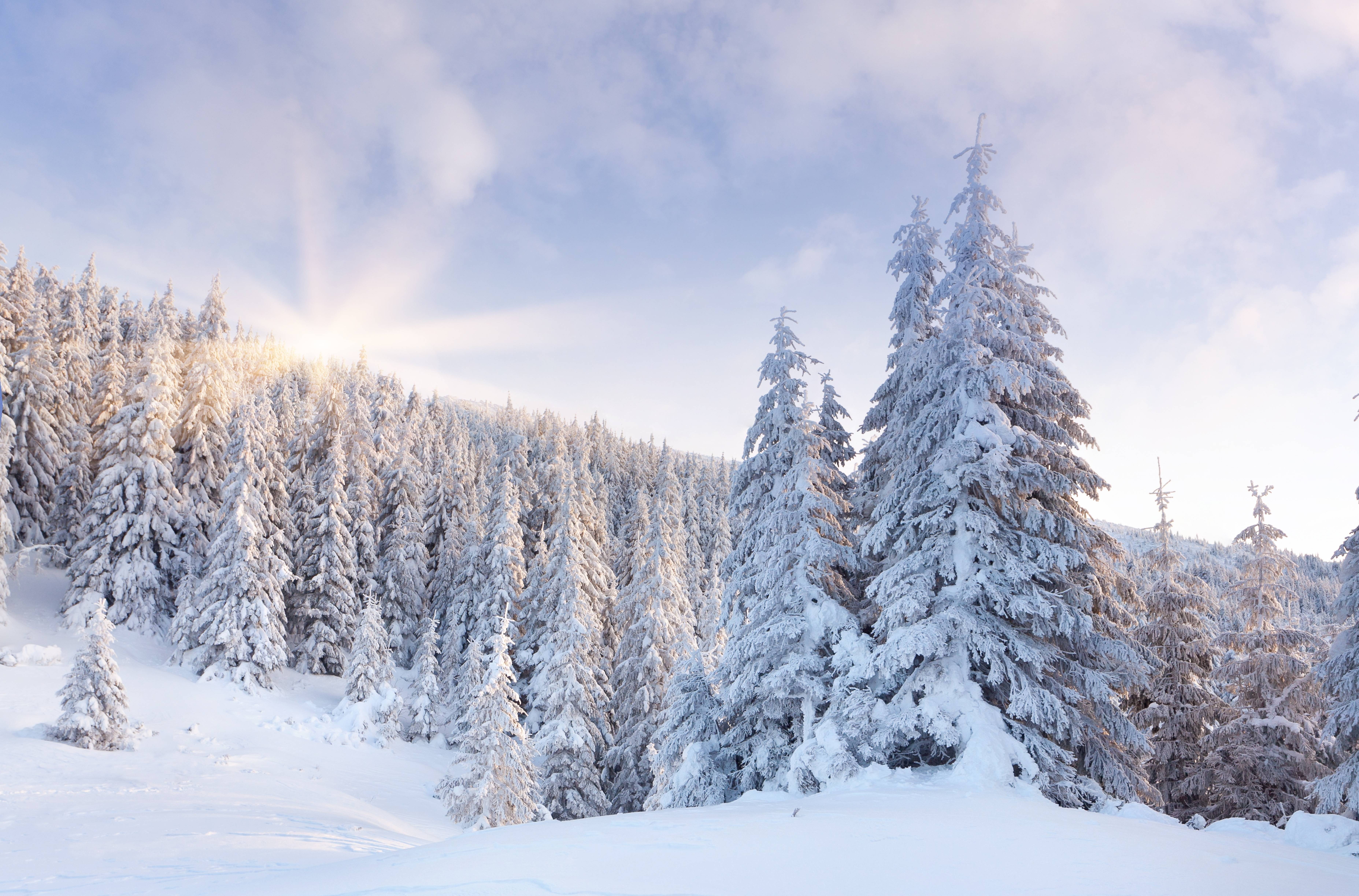 Фото бесплатно елки в снегу, пейзажи, пейзаж