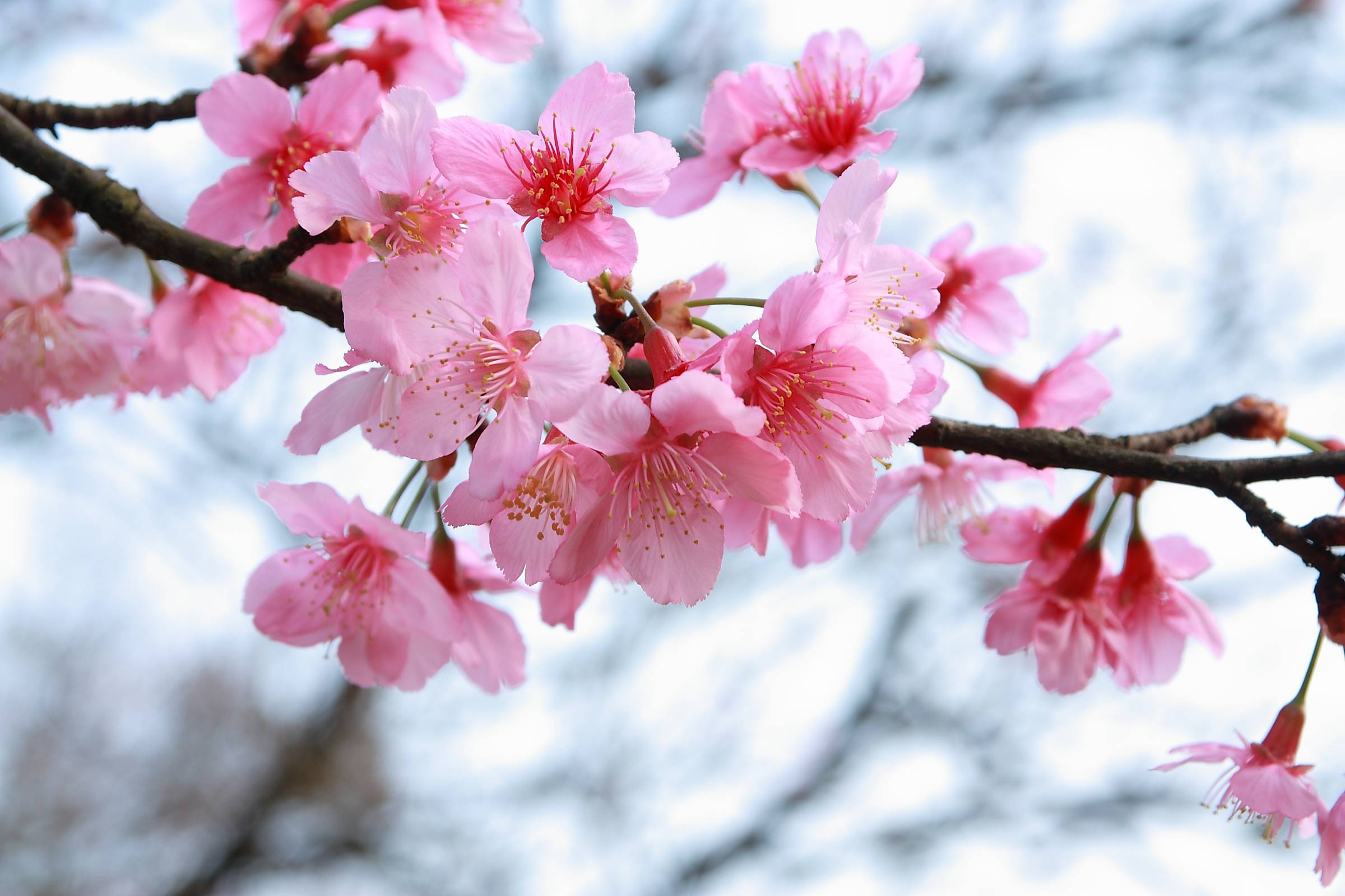 Wallpapers sakura sakura branches pink flowers on the desktop