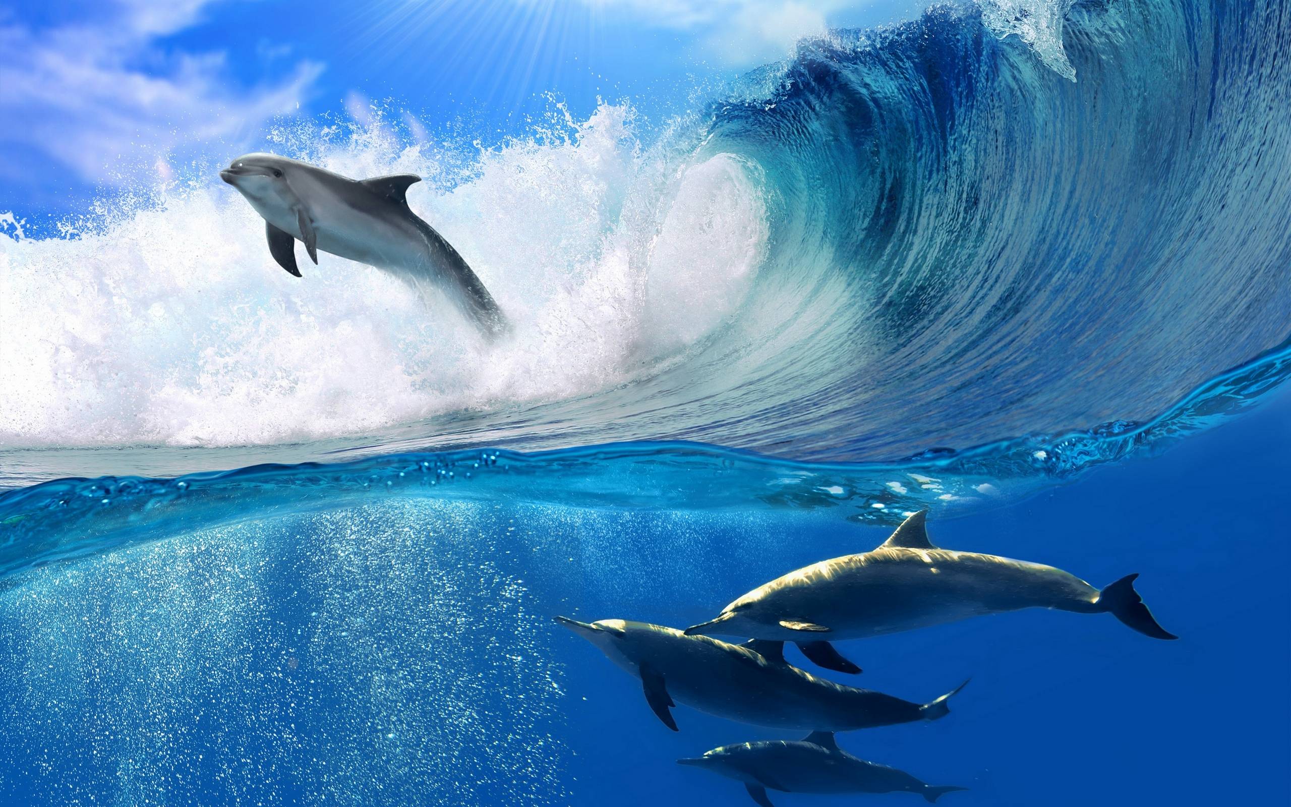 Wallpapers underwater world fins dolphins on the desktop