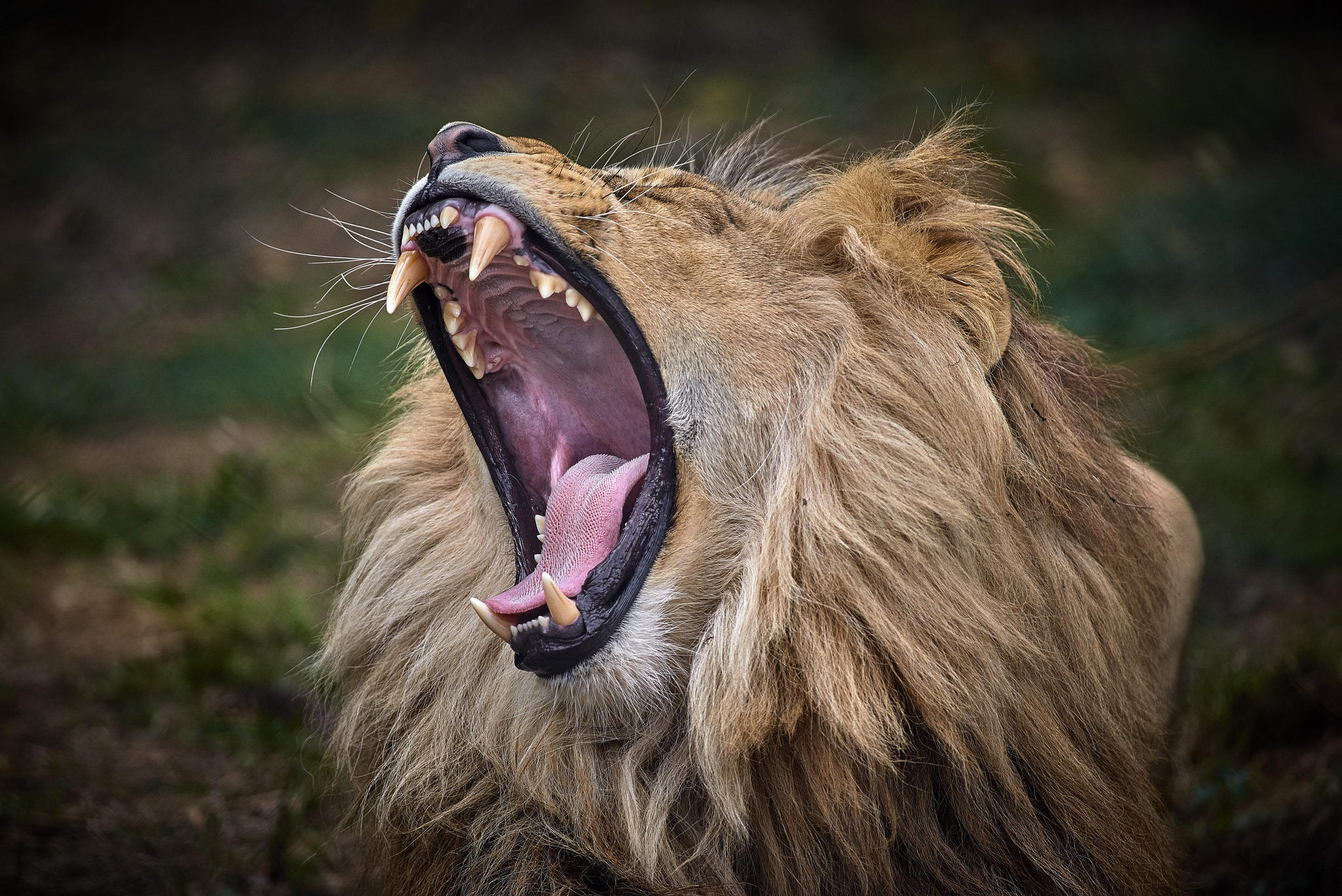 Wallpapers lion predator yawn on the desktop
