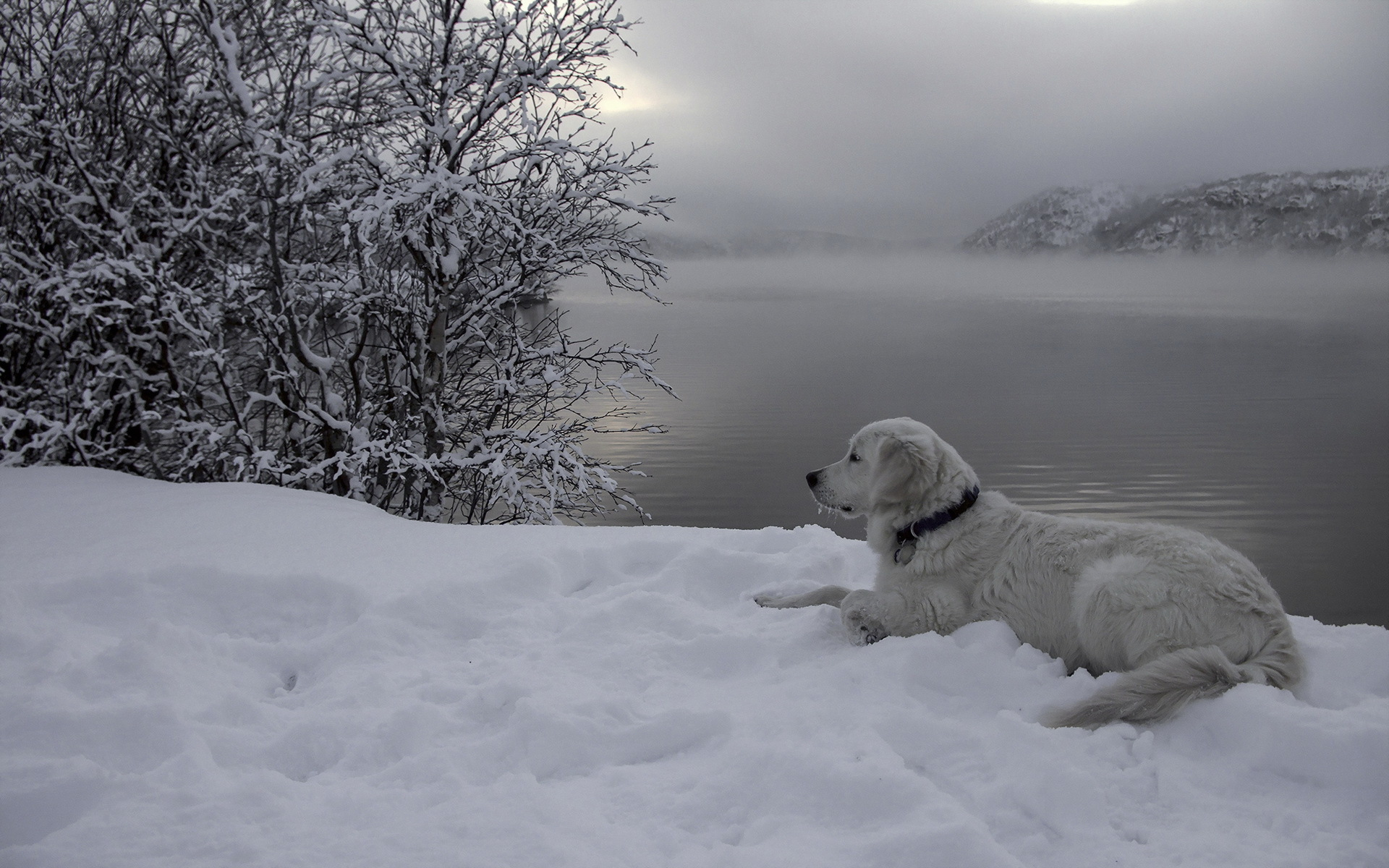 Фото бесплатно зима, собака, белая