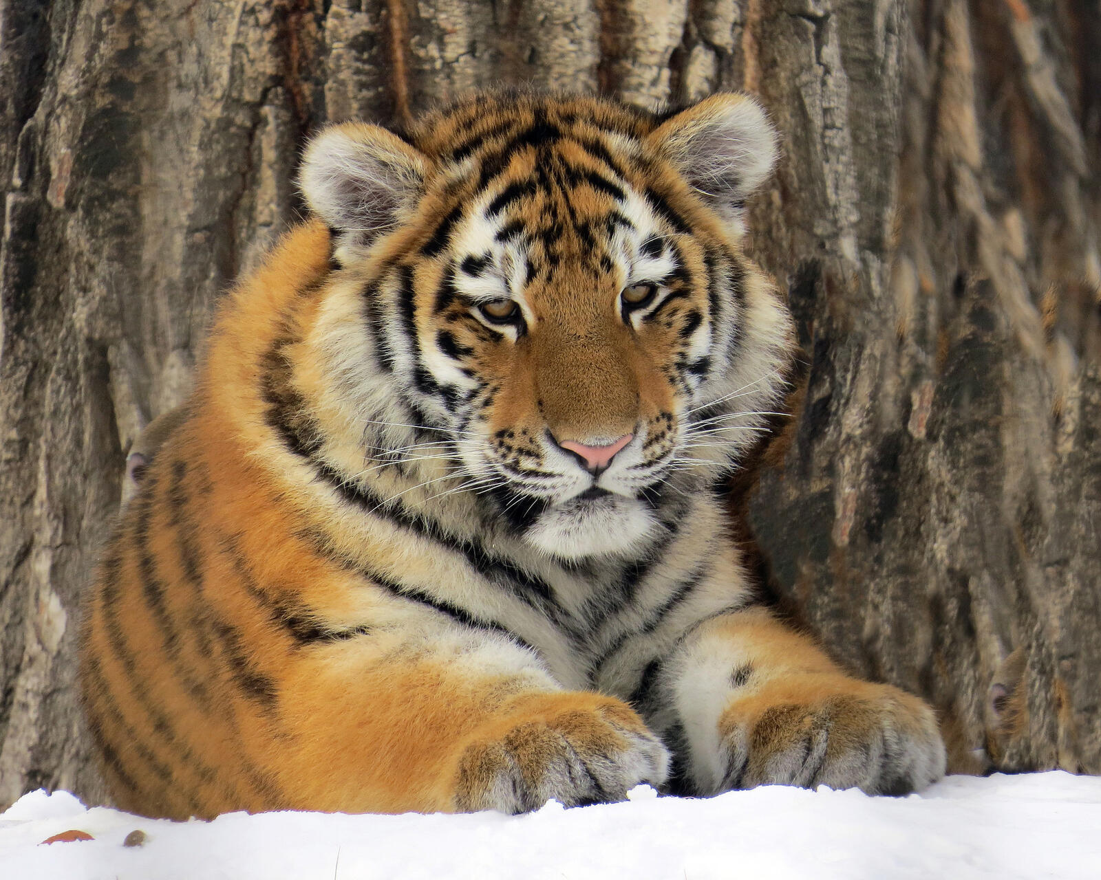 Обои Amur Tiger тигр хищник на рабочий стол
