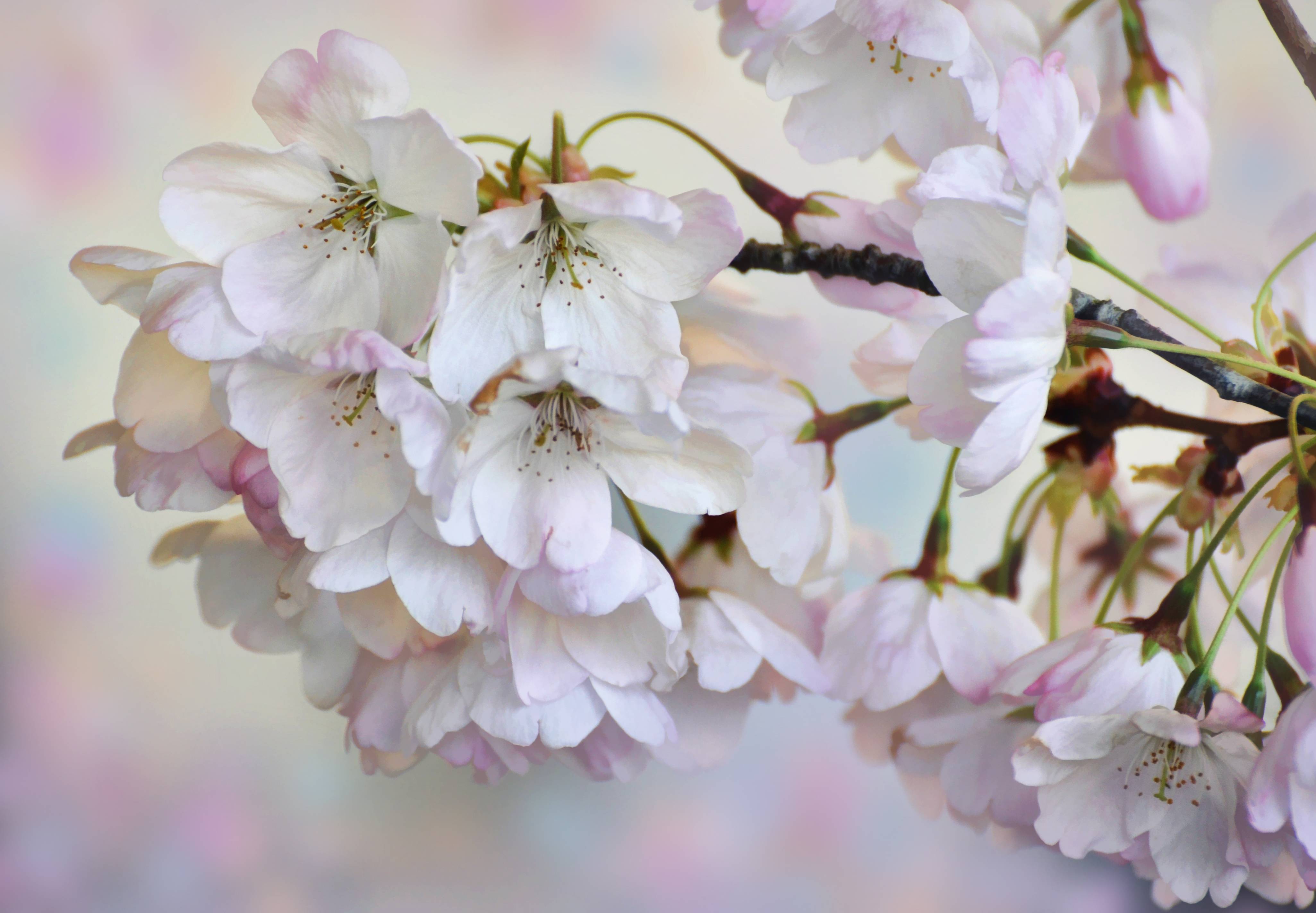 Wallpapers Cherry Blossoms flora flower on the desktop