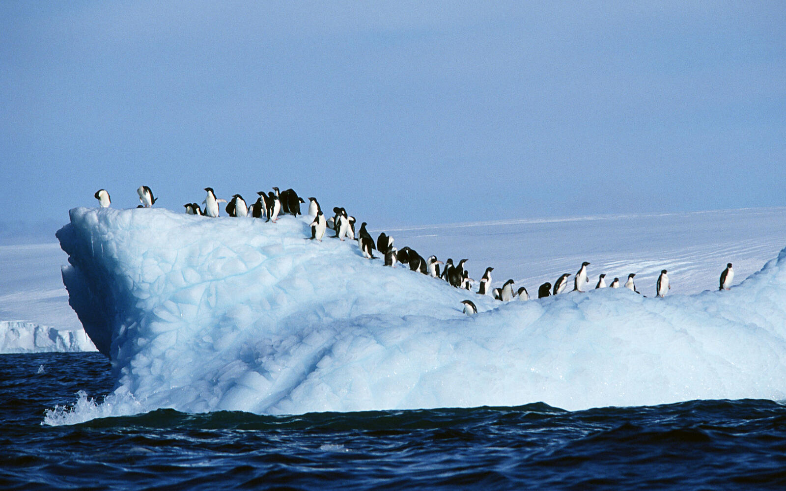 Wallpapers sky flock penguins on the desktop
