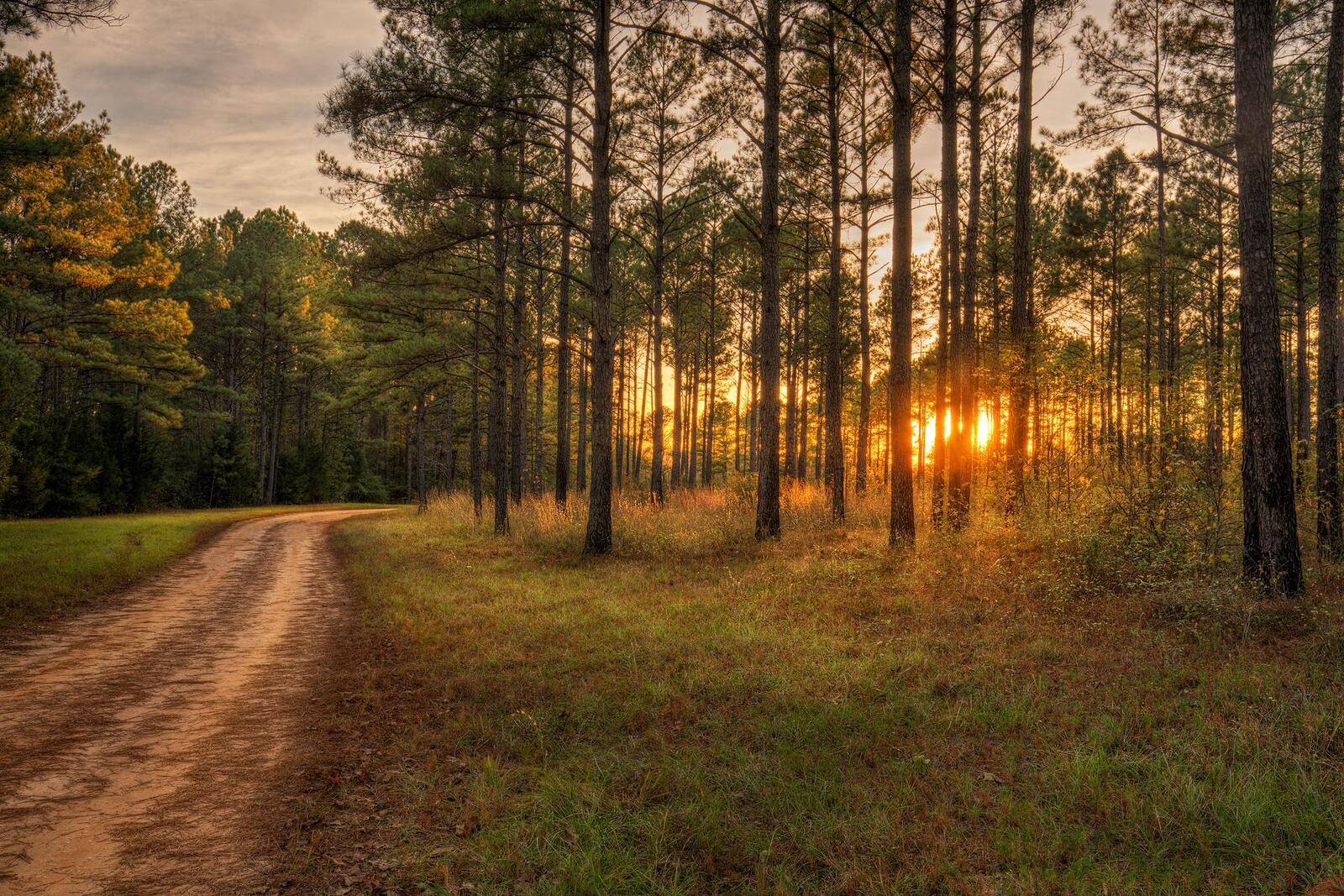 Wallpapers sunset road forest on the desktop
