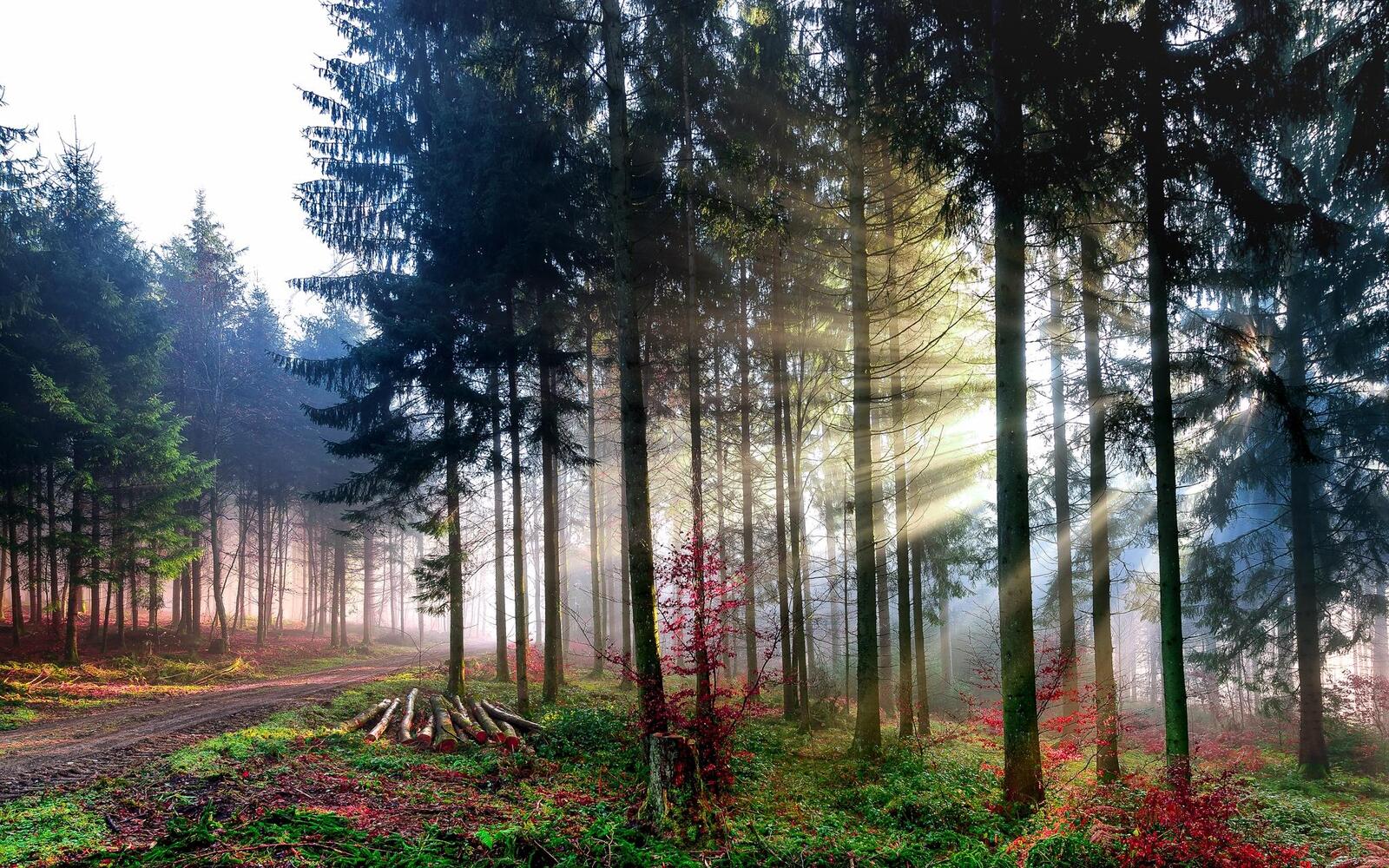Wallpapers trees forest coniferous forest on the desktop