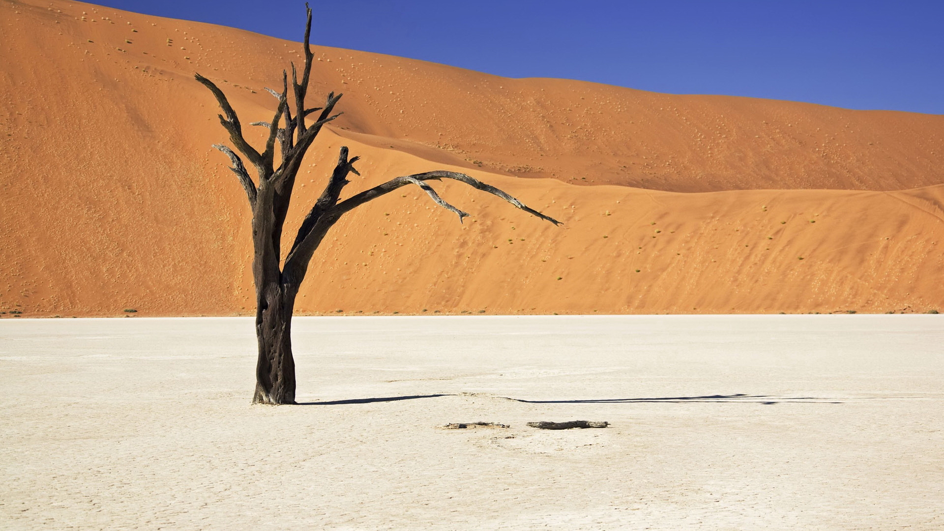 Фото бесплатно пустыня, дерево сухое, коряга