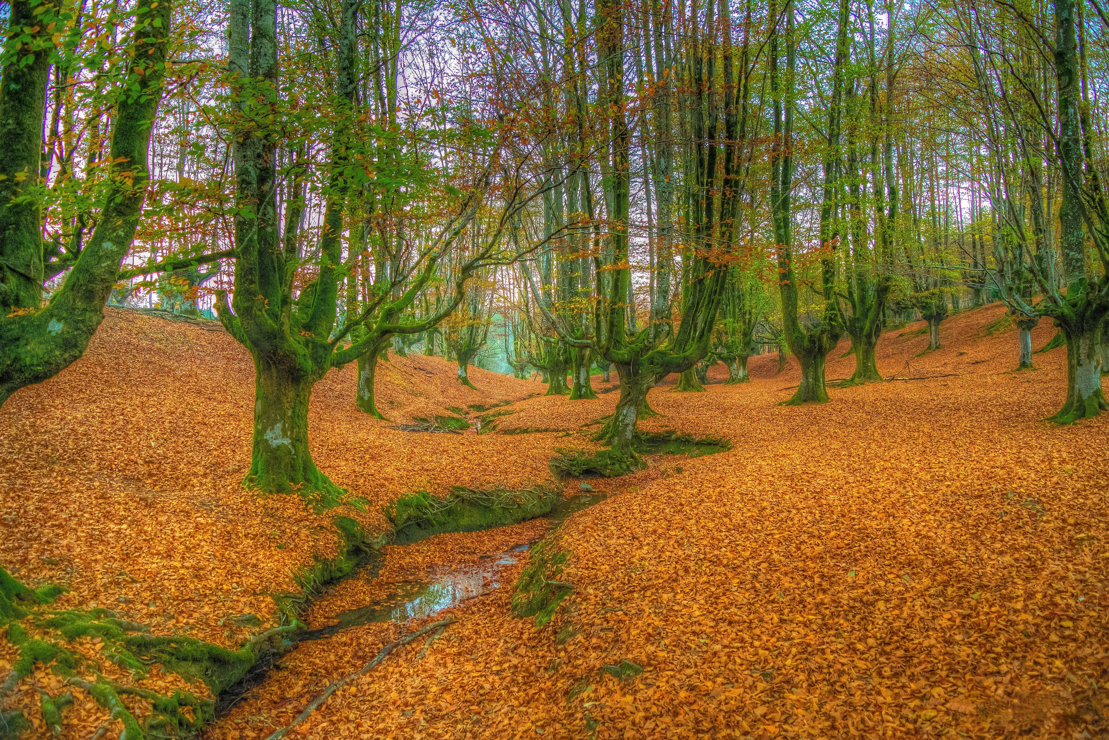 Wallpapers Bizkaia autumn forest on the desktop