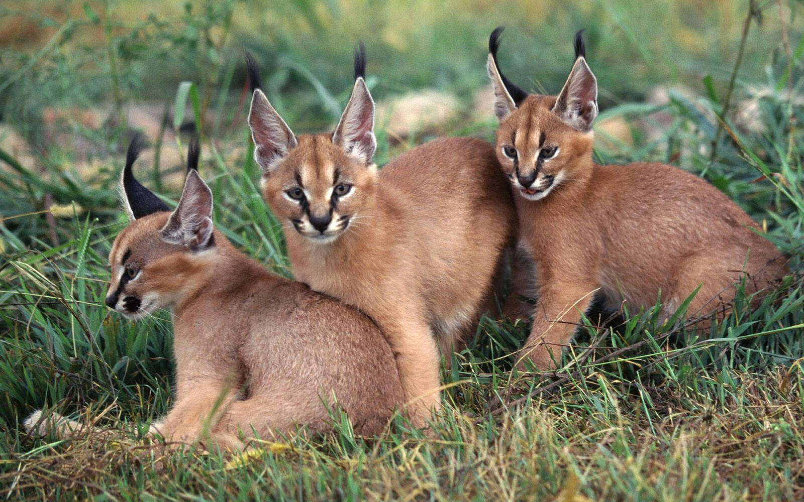 Wallpapers caracals kittens lynxes on the desktop