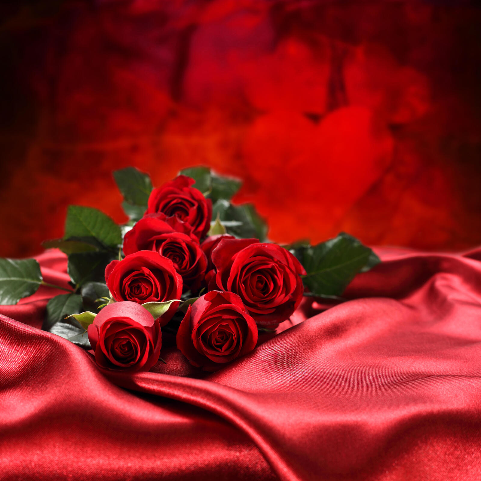 Обои розы красивые цветы роза на рабочий стол