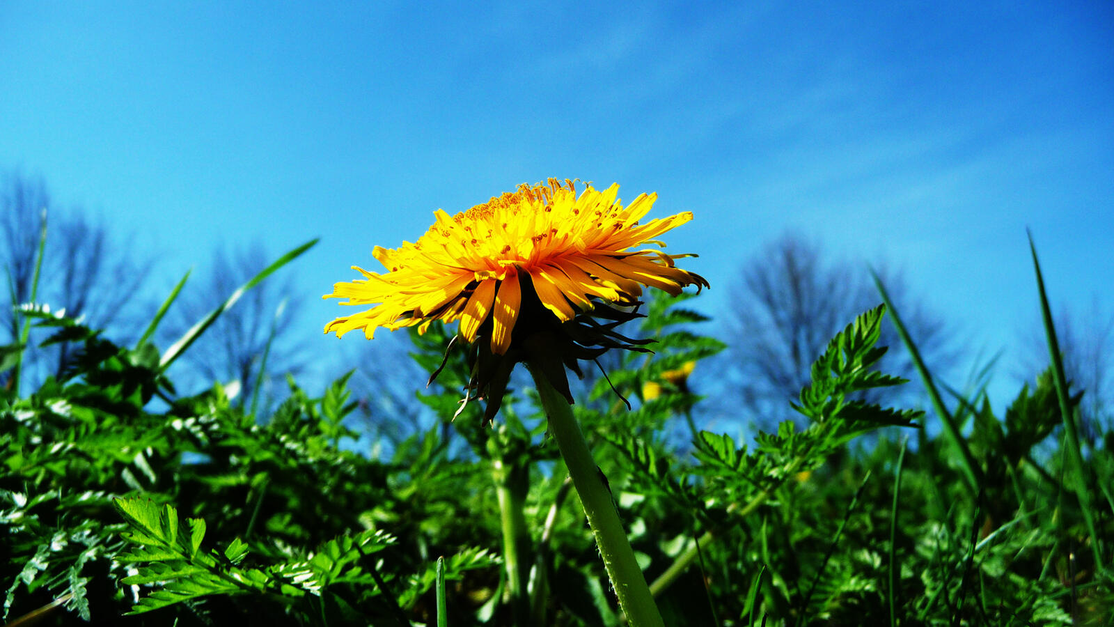 Free photo Yellow flower