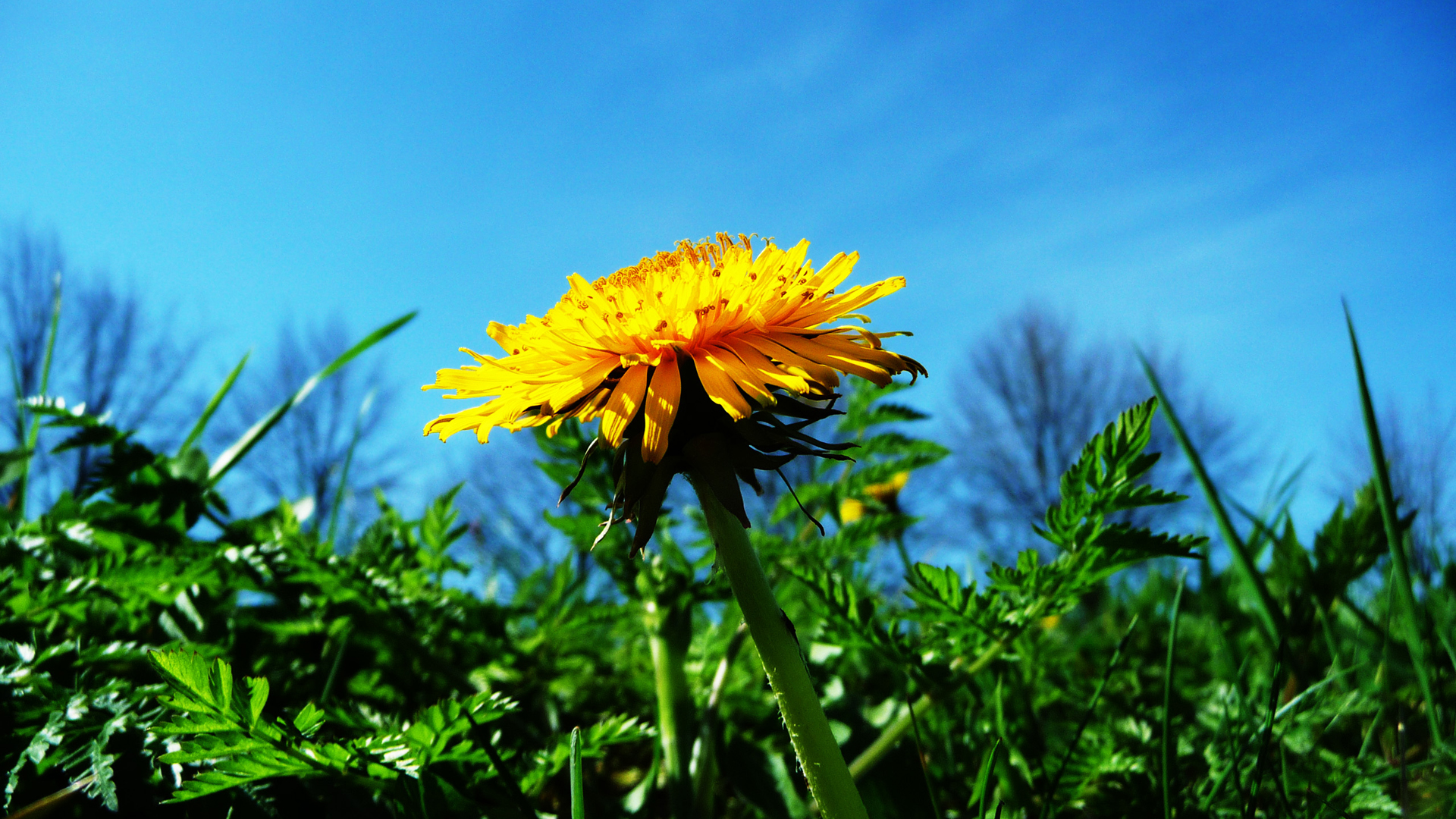 Фото бесплатно цветок, одуванчик, желтый