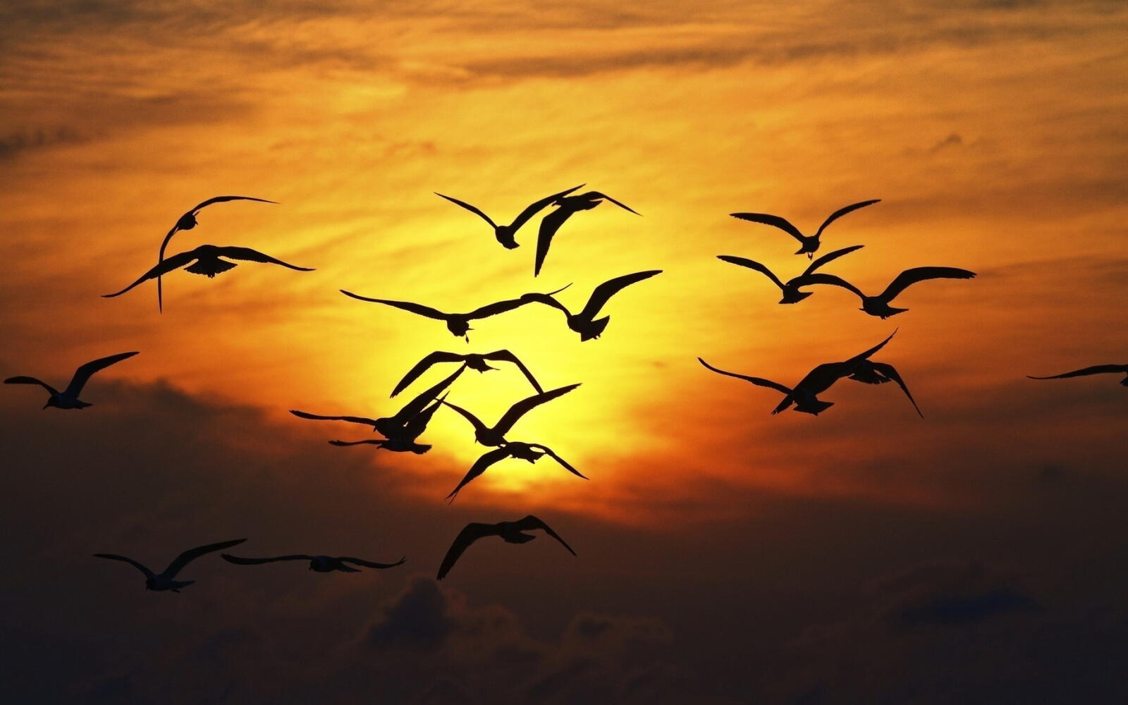 Wallpapers gulls background sunset on the desktop