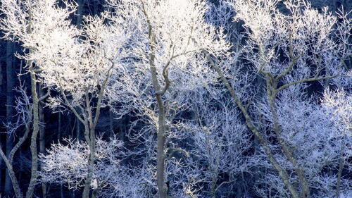 деревья иней мороз