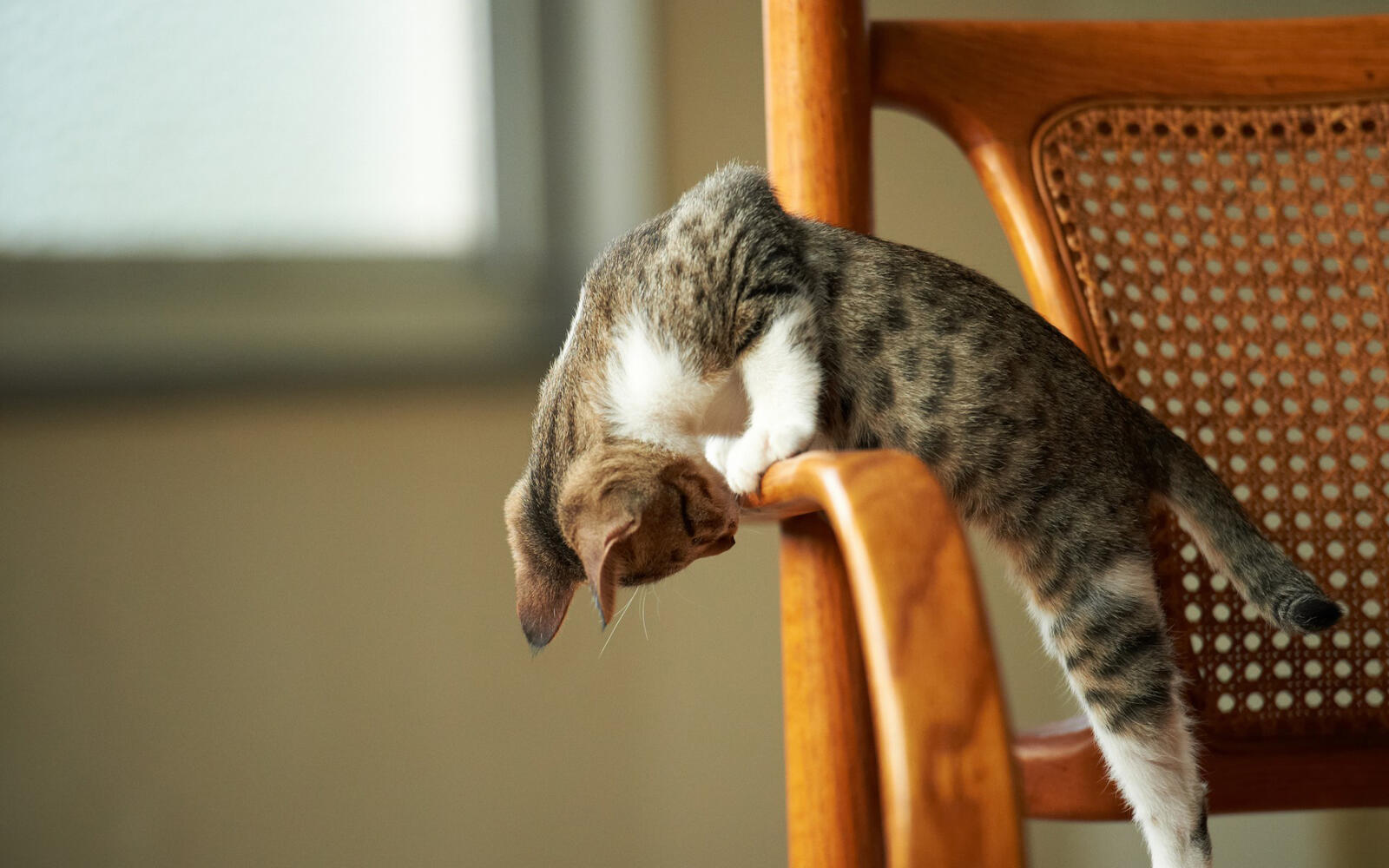 Wallpapers cat chair pose on the desktop