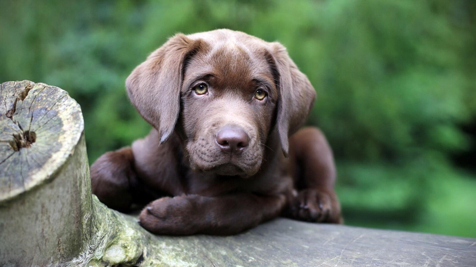 Wallpapers Labrador chocolate puppy on the desktop