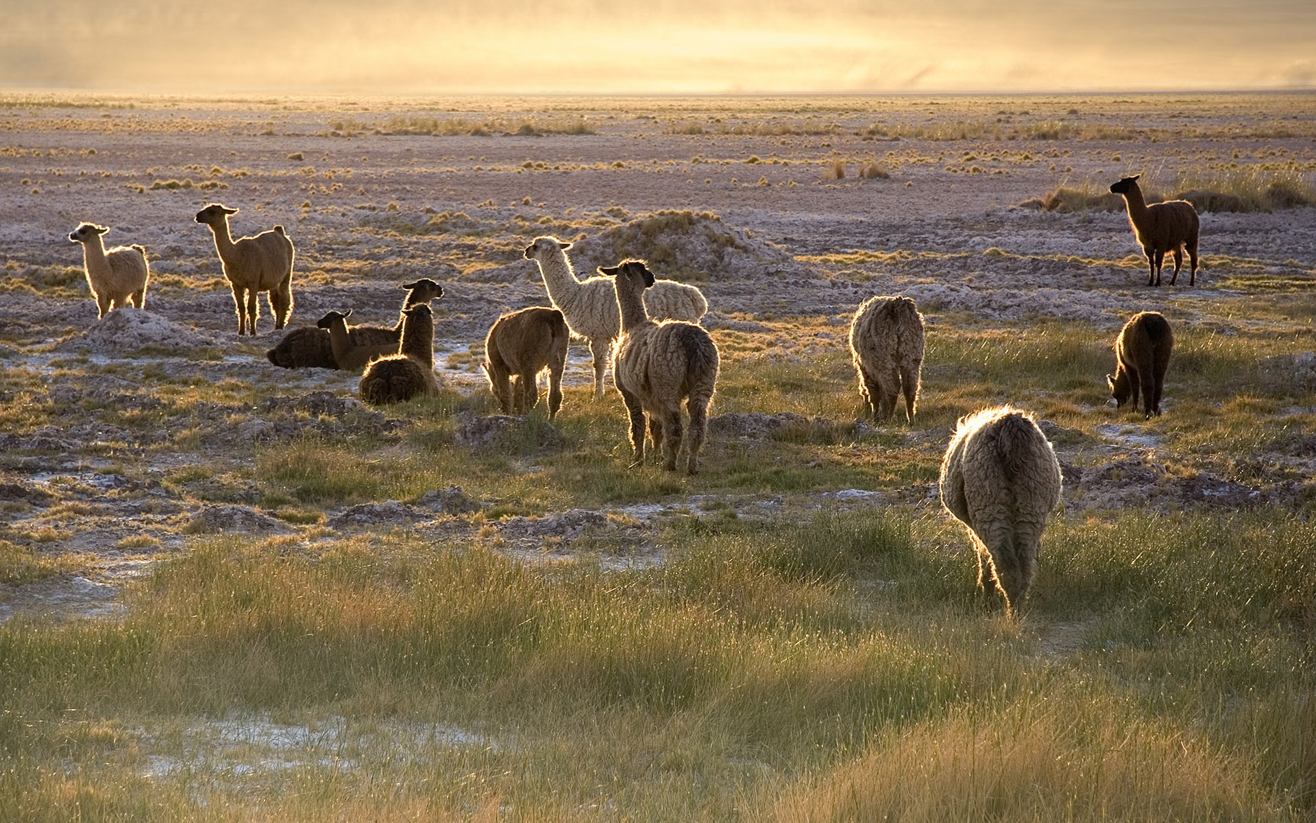 Фото бесплатно ламы, поле, пасутся
