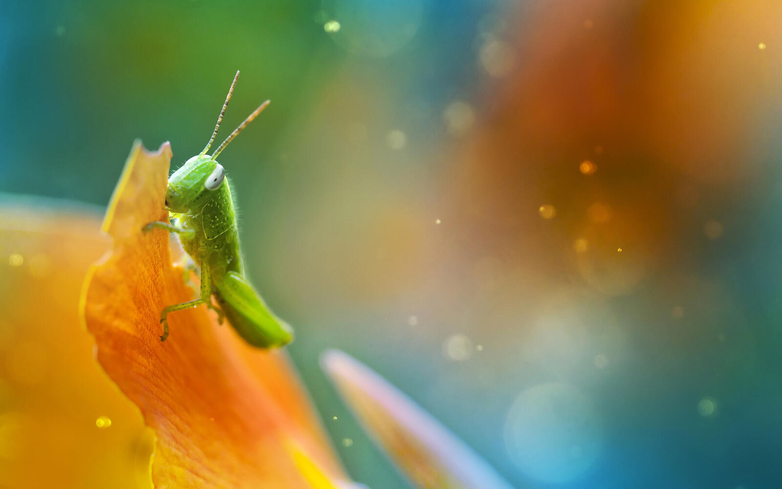 Wallpapers insect pest green on the desktop